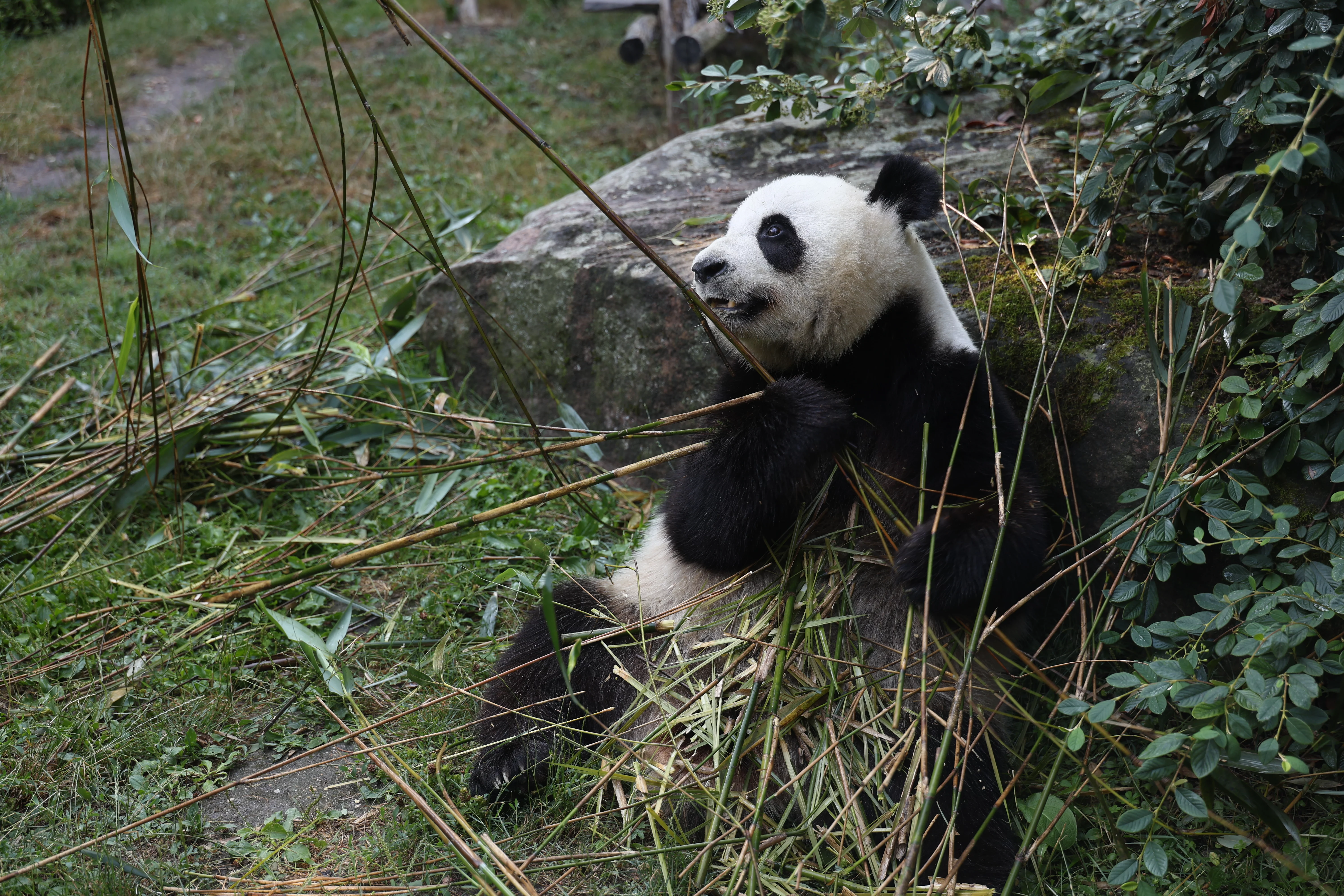ZooParc de Beauval