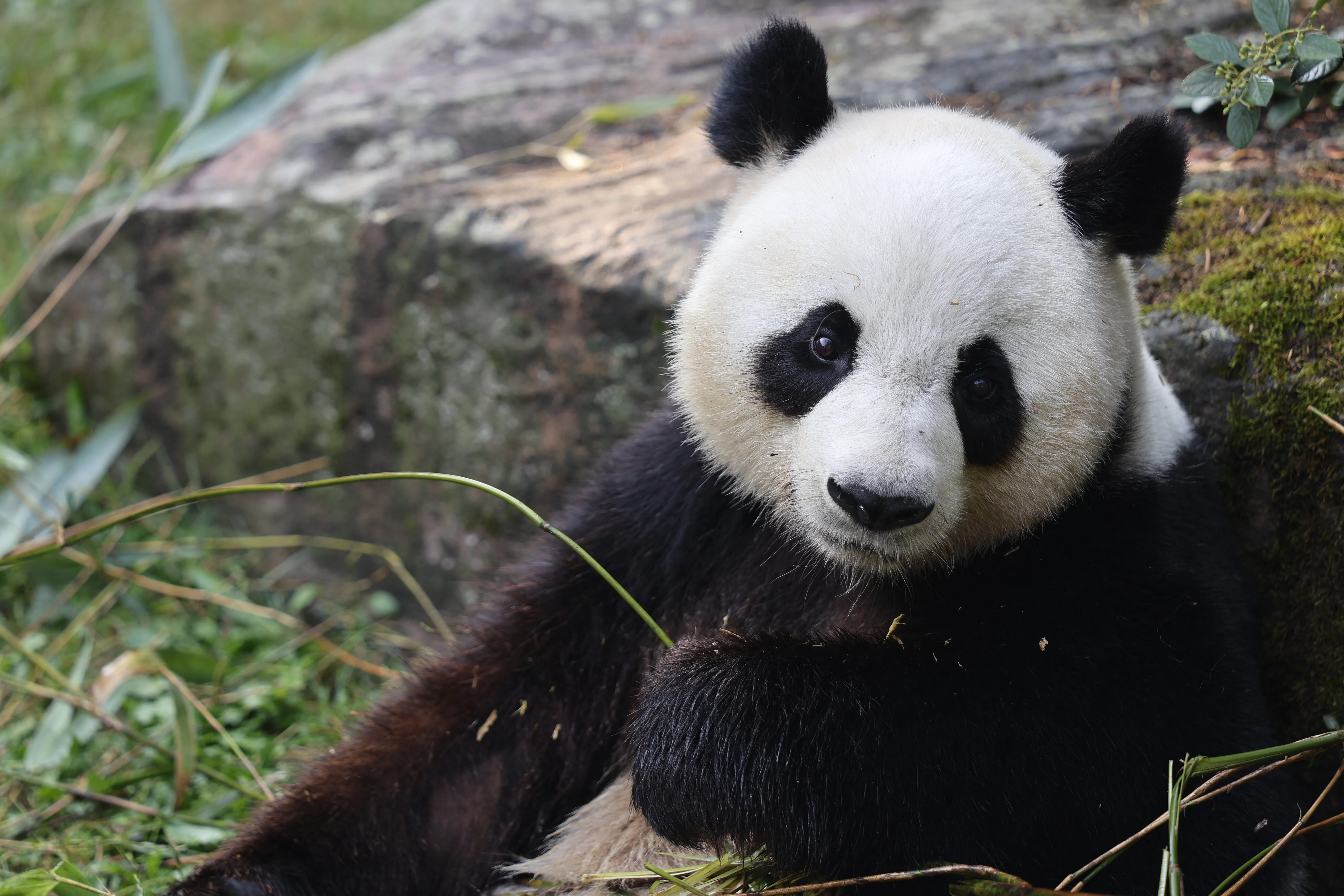 ZooParc de Beauval