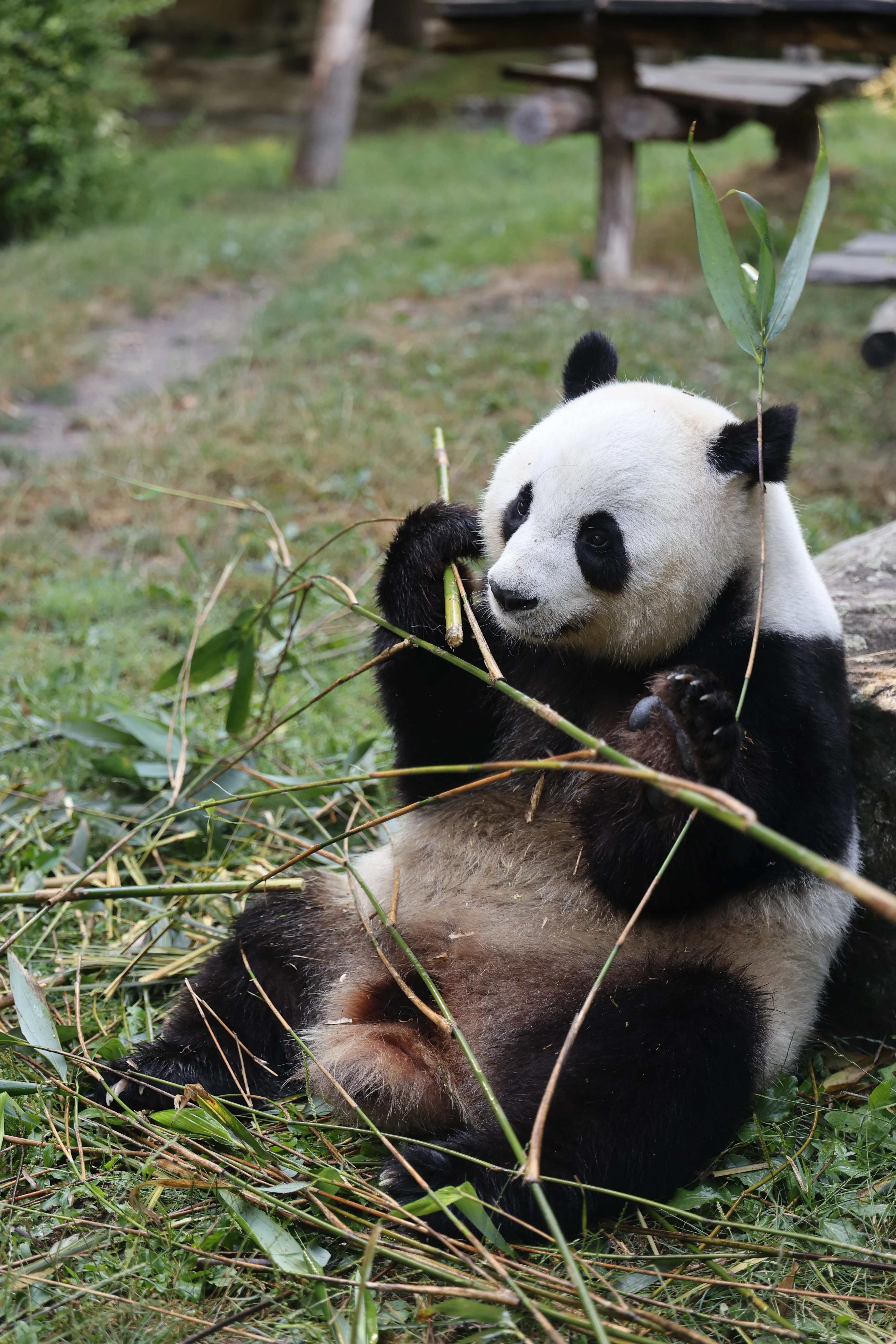 ZooParc de Beauval