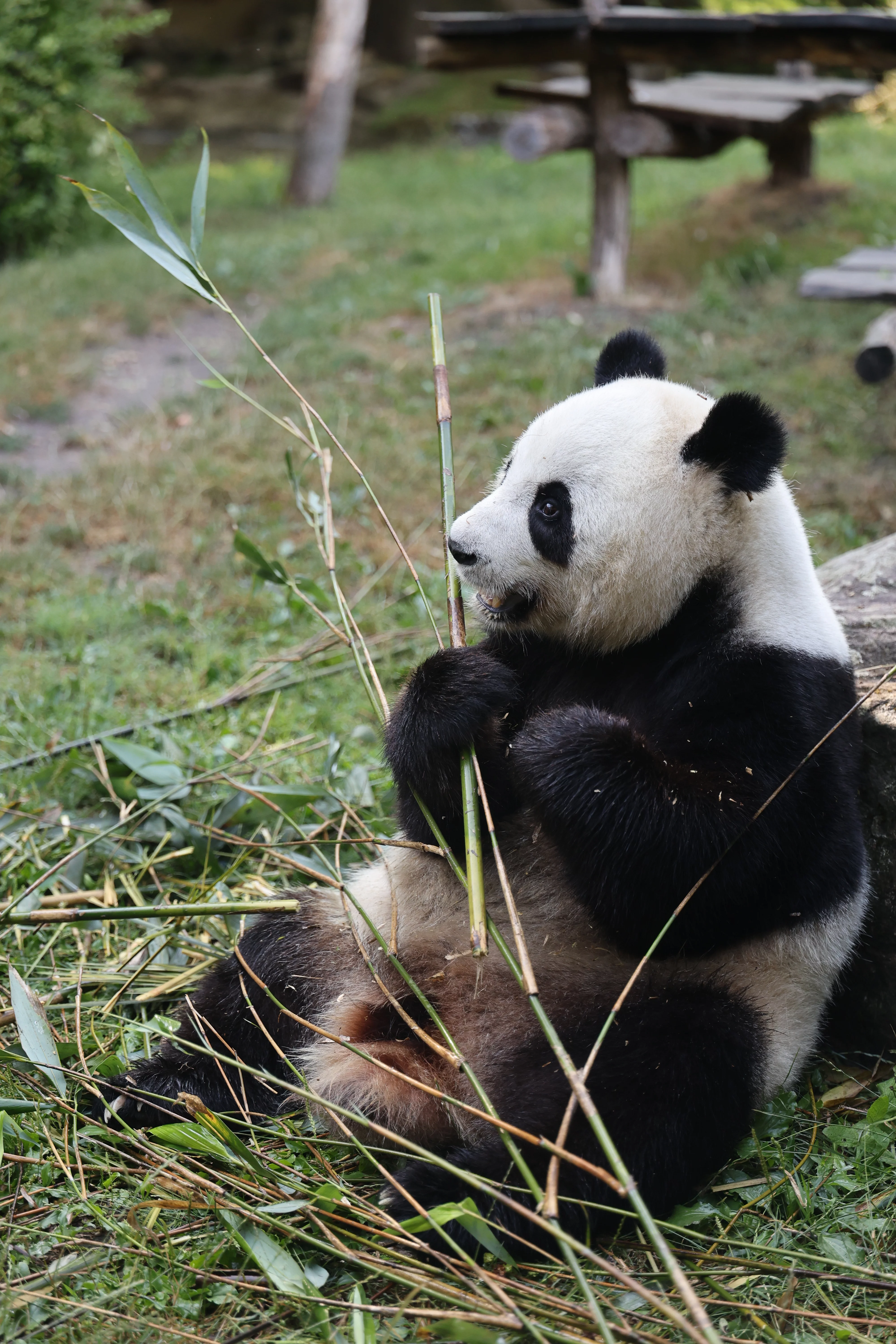 ZooParc de Beauval