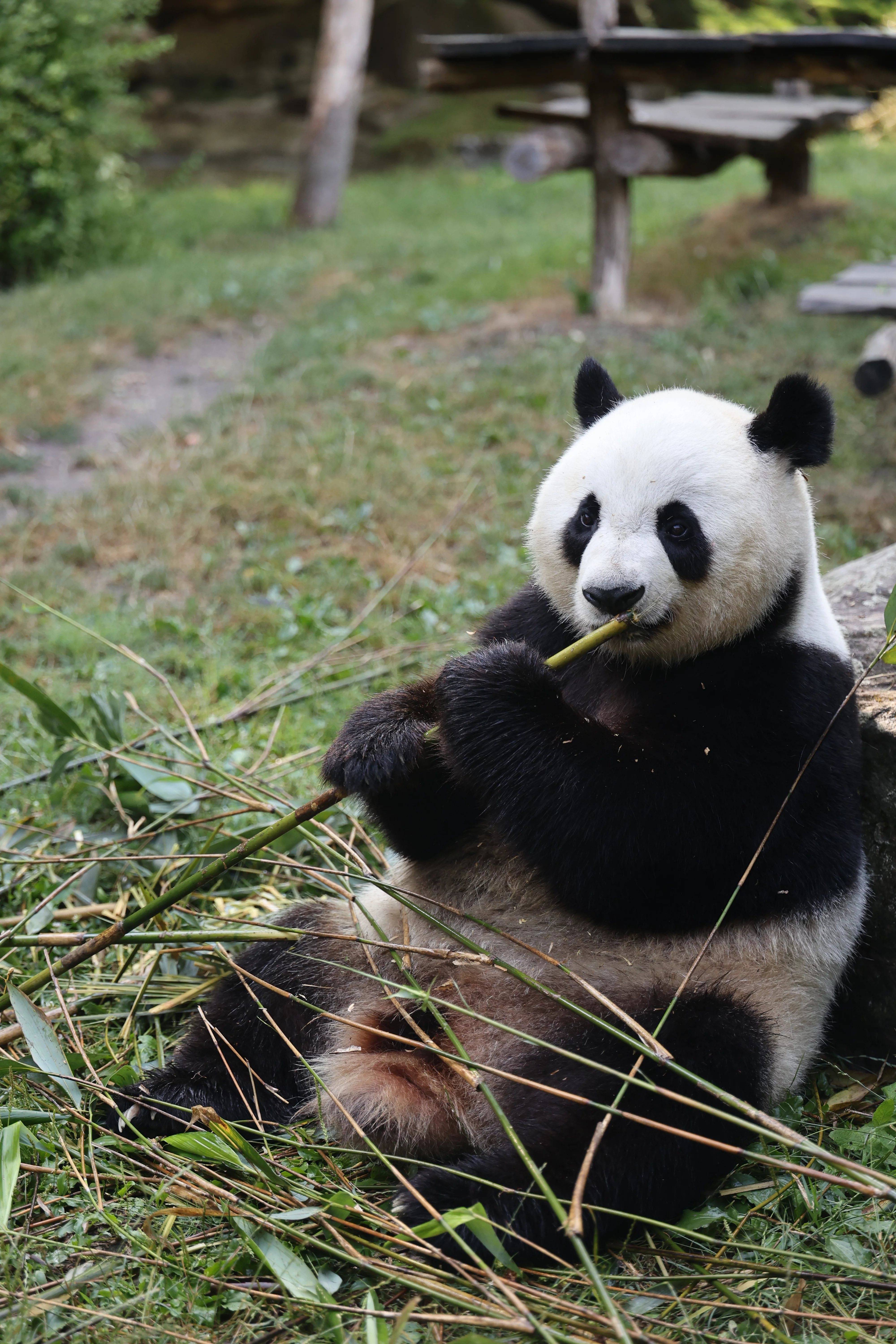 ZooParc de Beauval