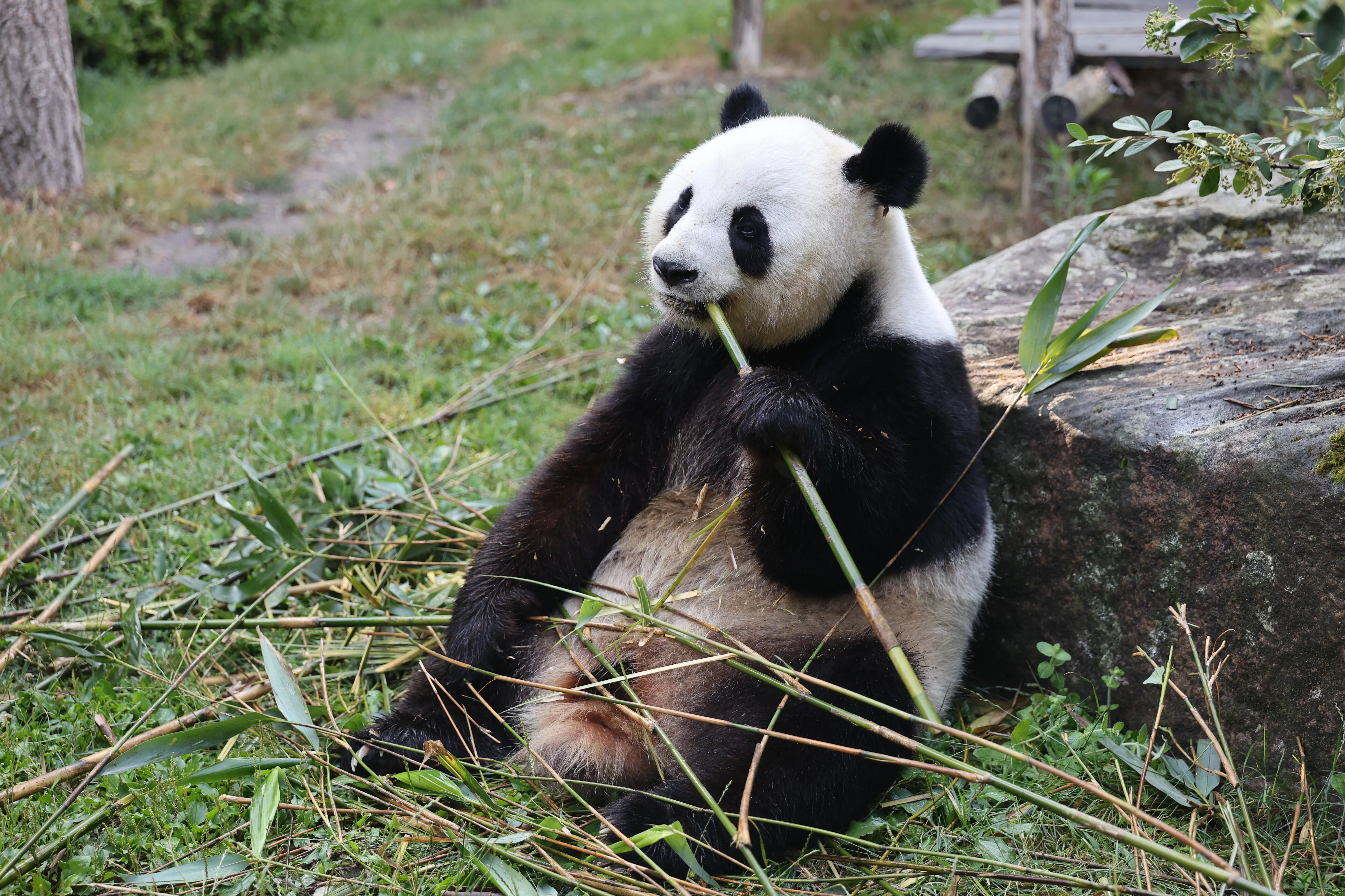 ZooParc de Beauval