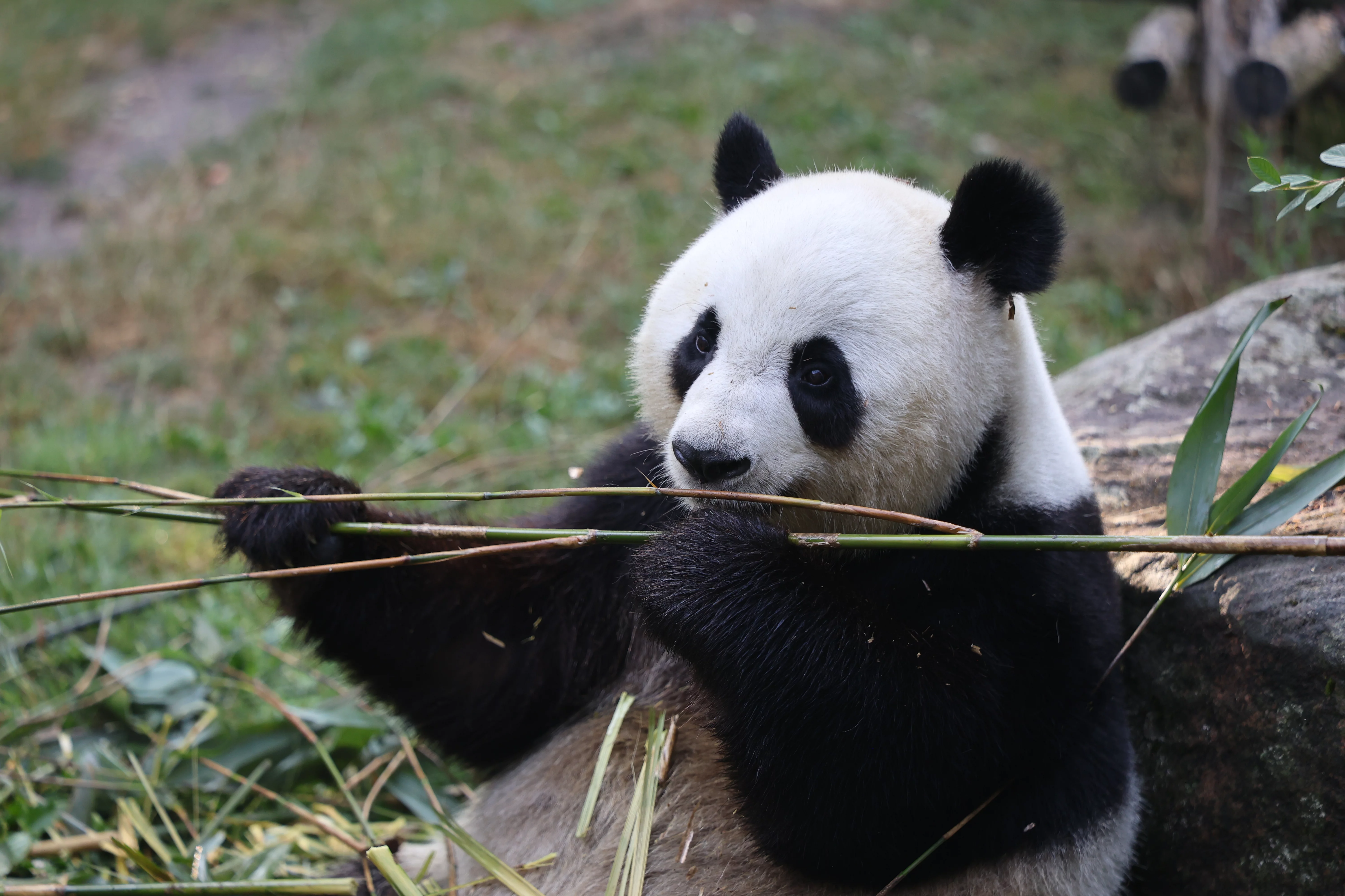 ZooParc de Beauval