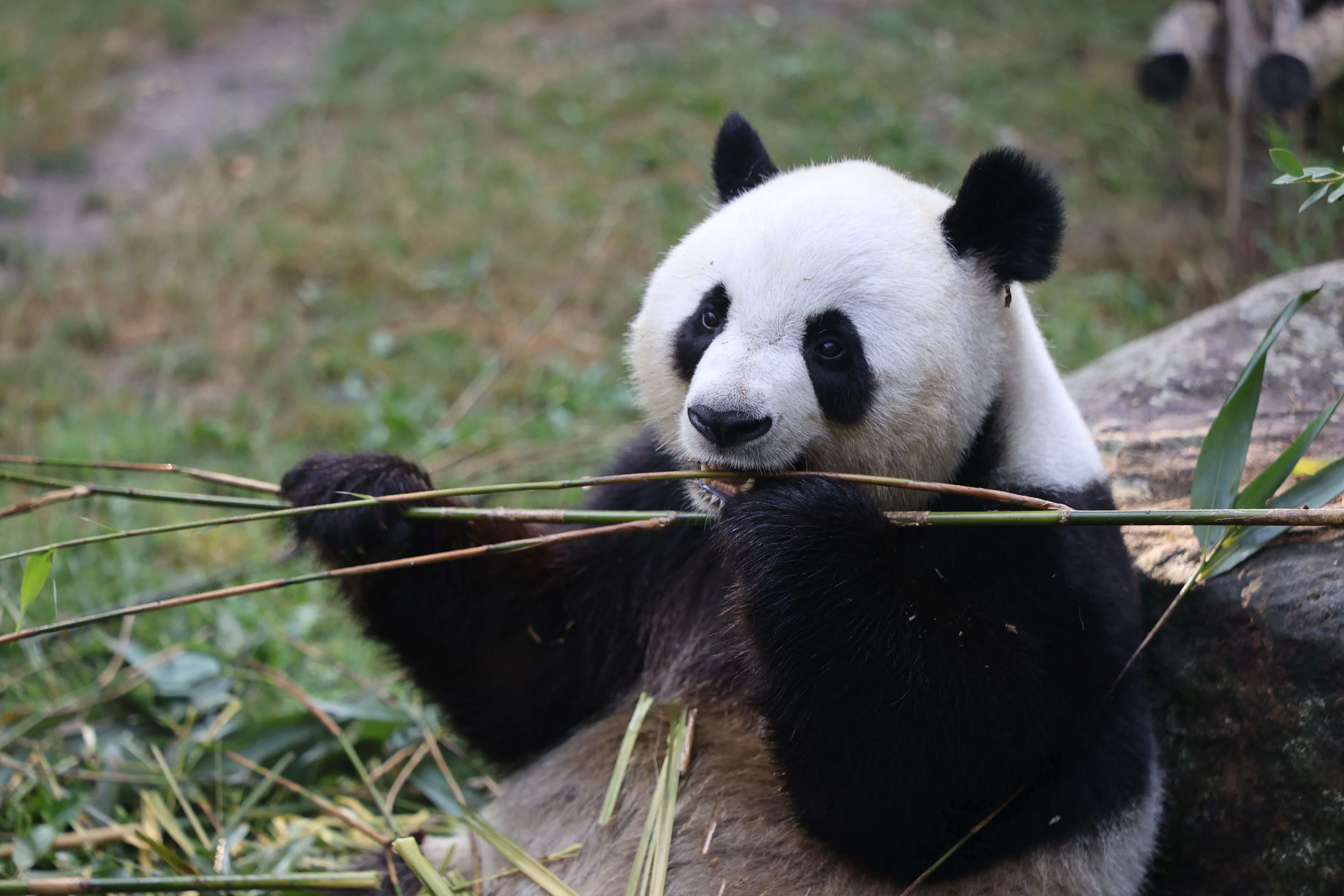 ZooParc de Beauval