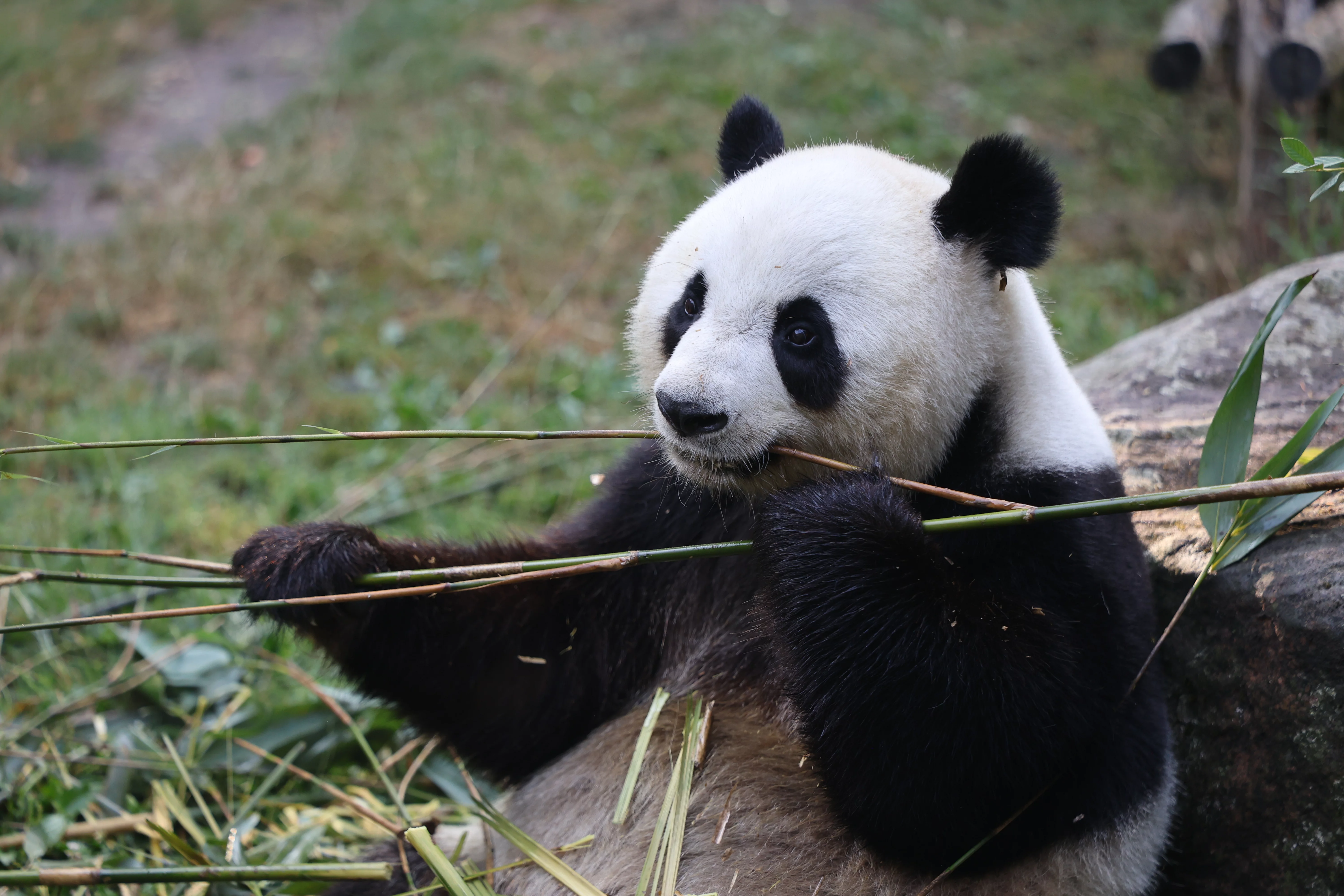 ZooParc de Beauval