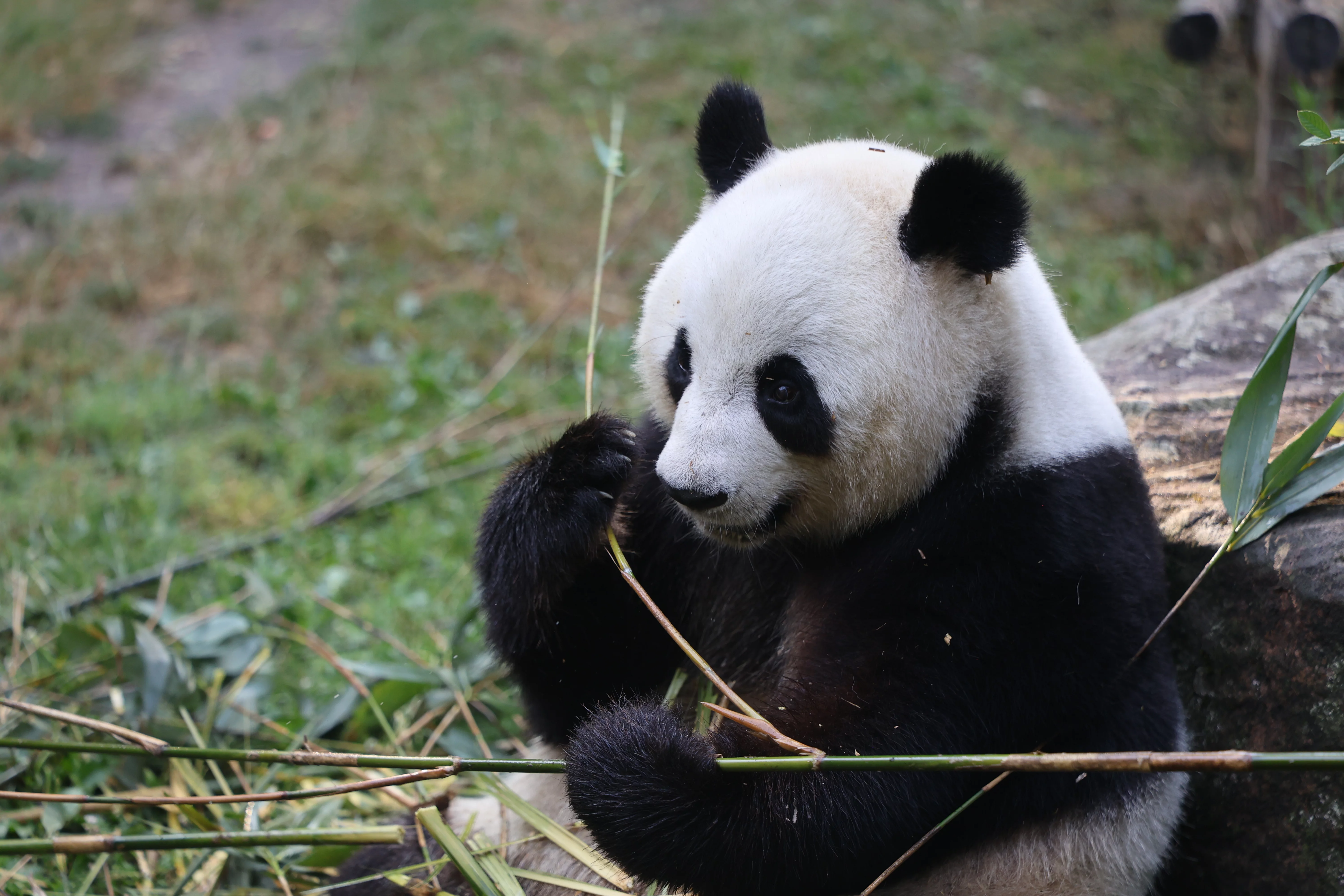 ZooParc de Beauval