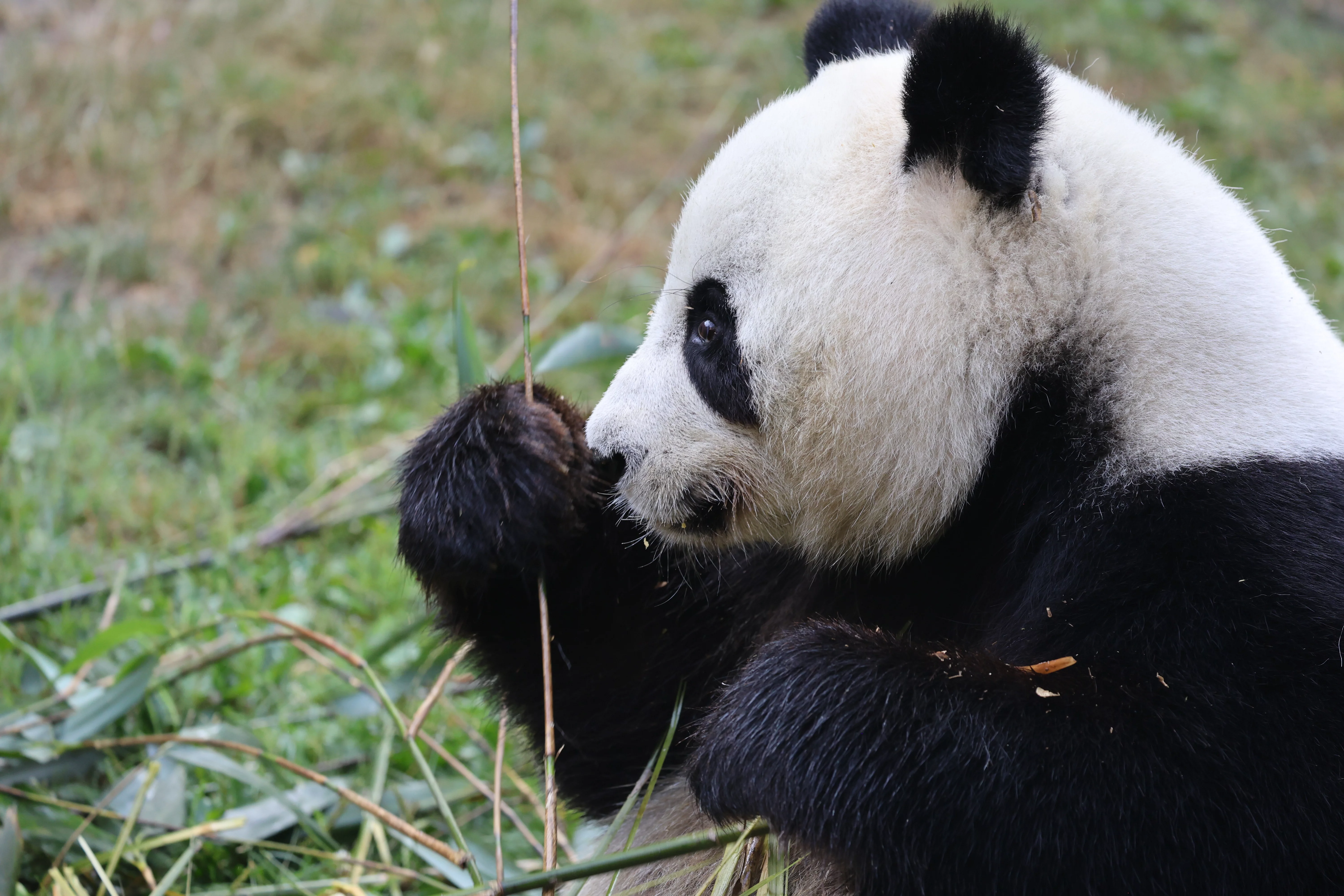ZooParc de Beauval