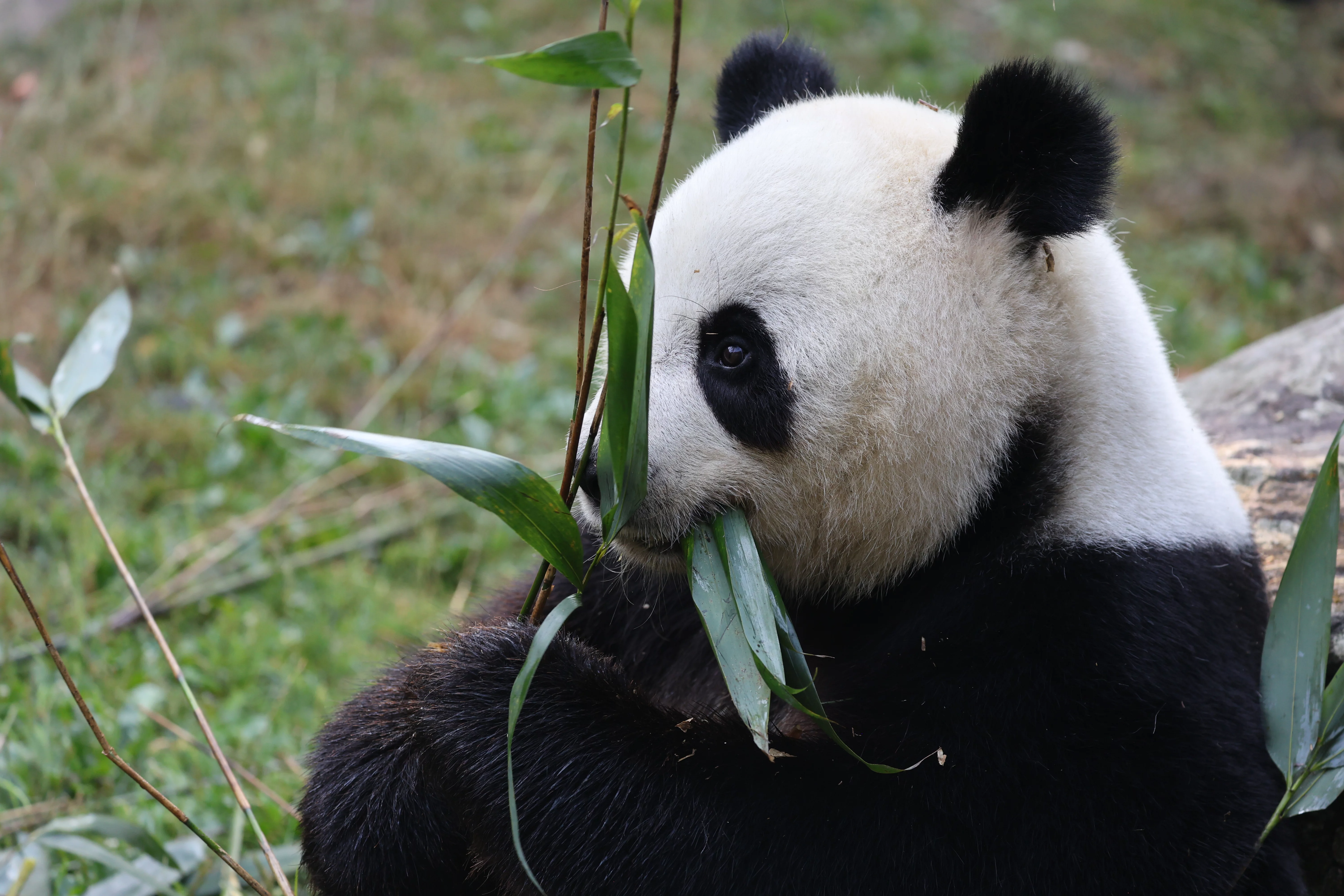 ZooParc de Beauval