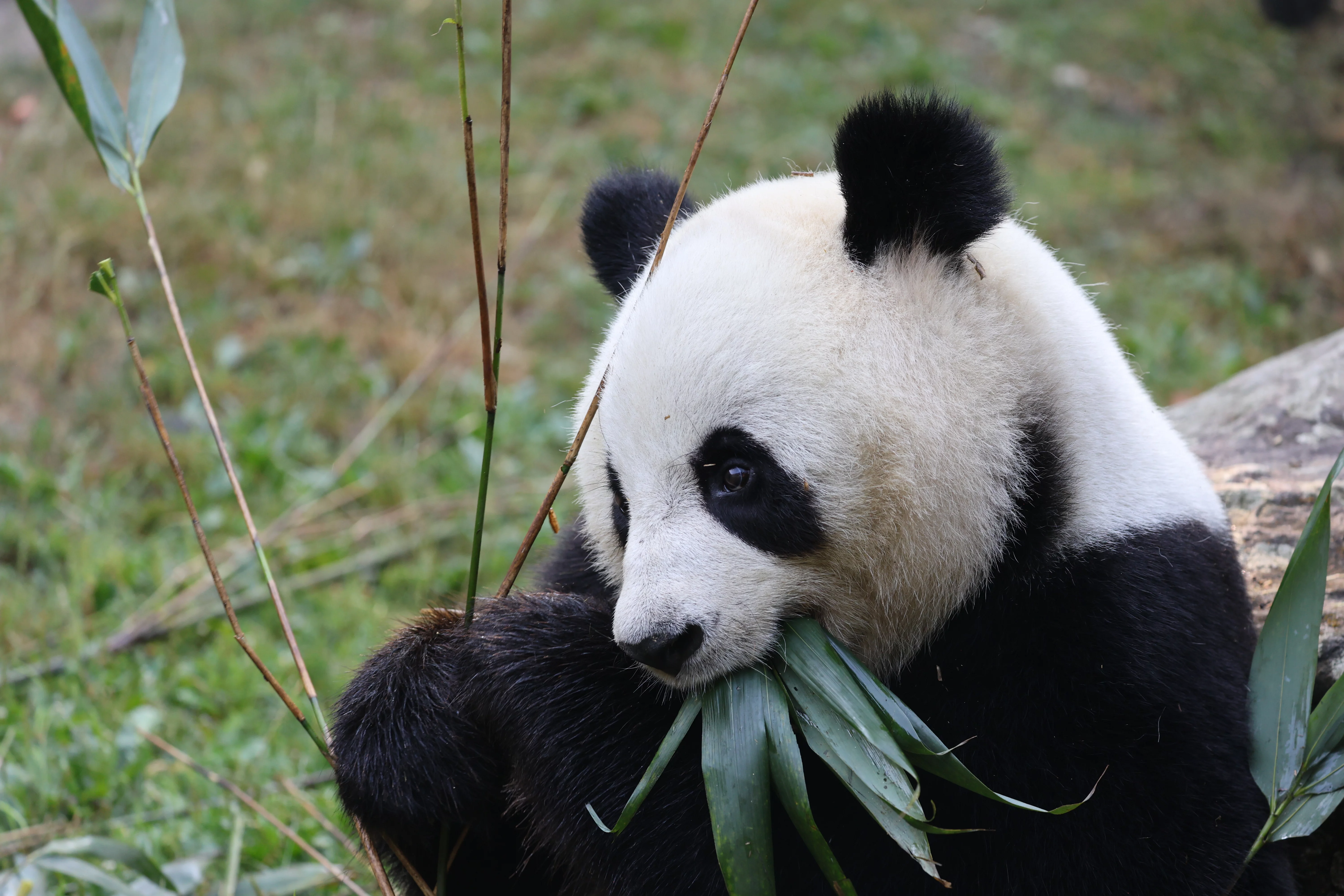 ZooParc de Beauval