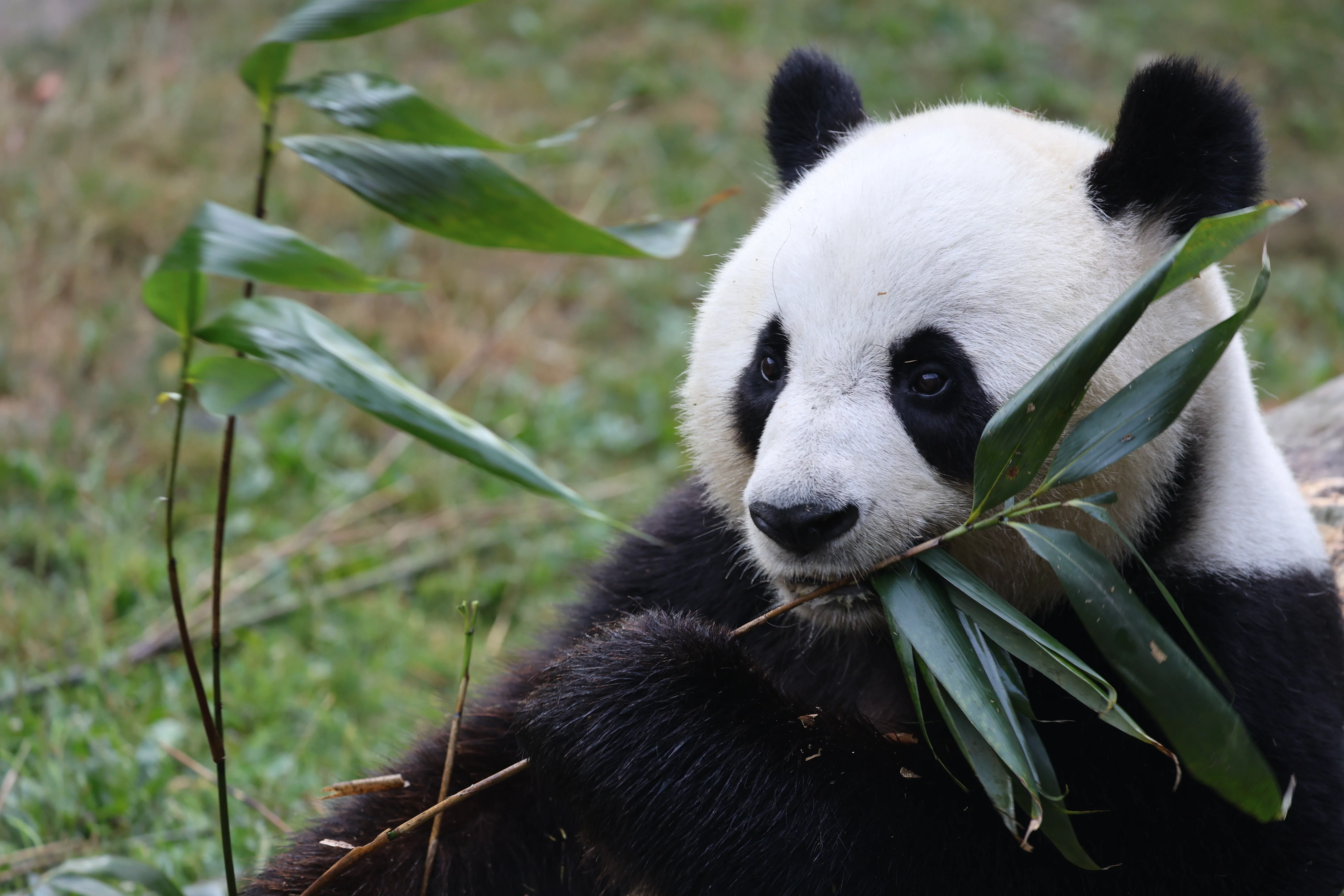 ZooParc de Beauval