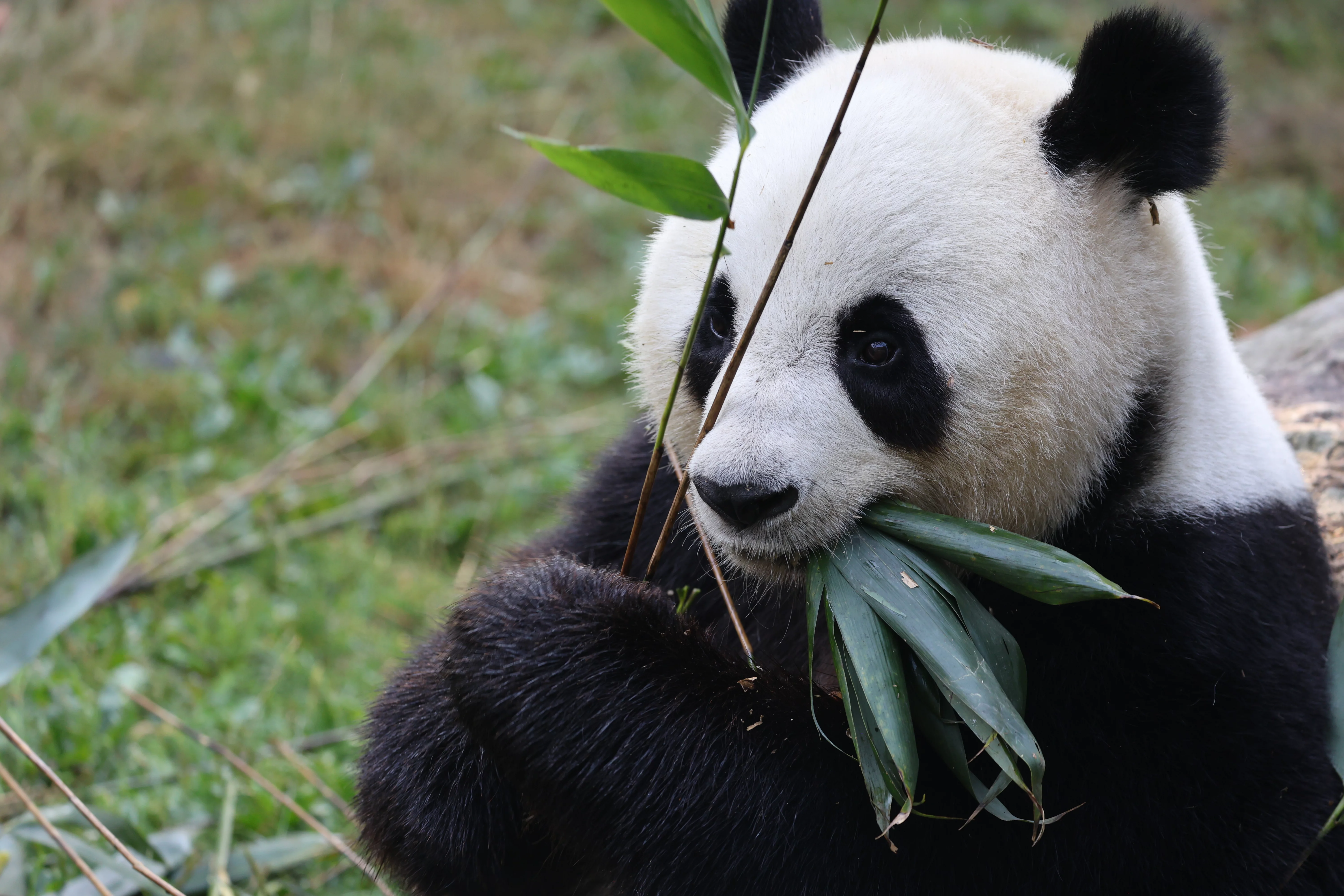ZooParc de Beauval