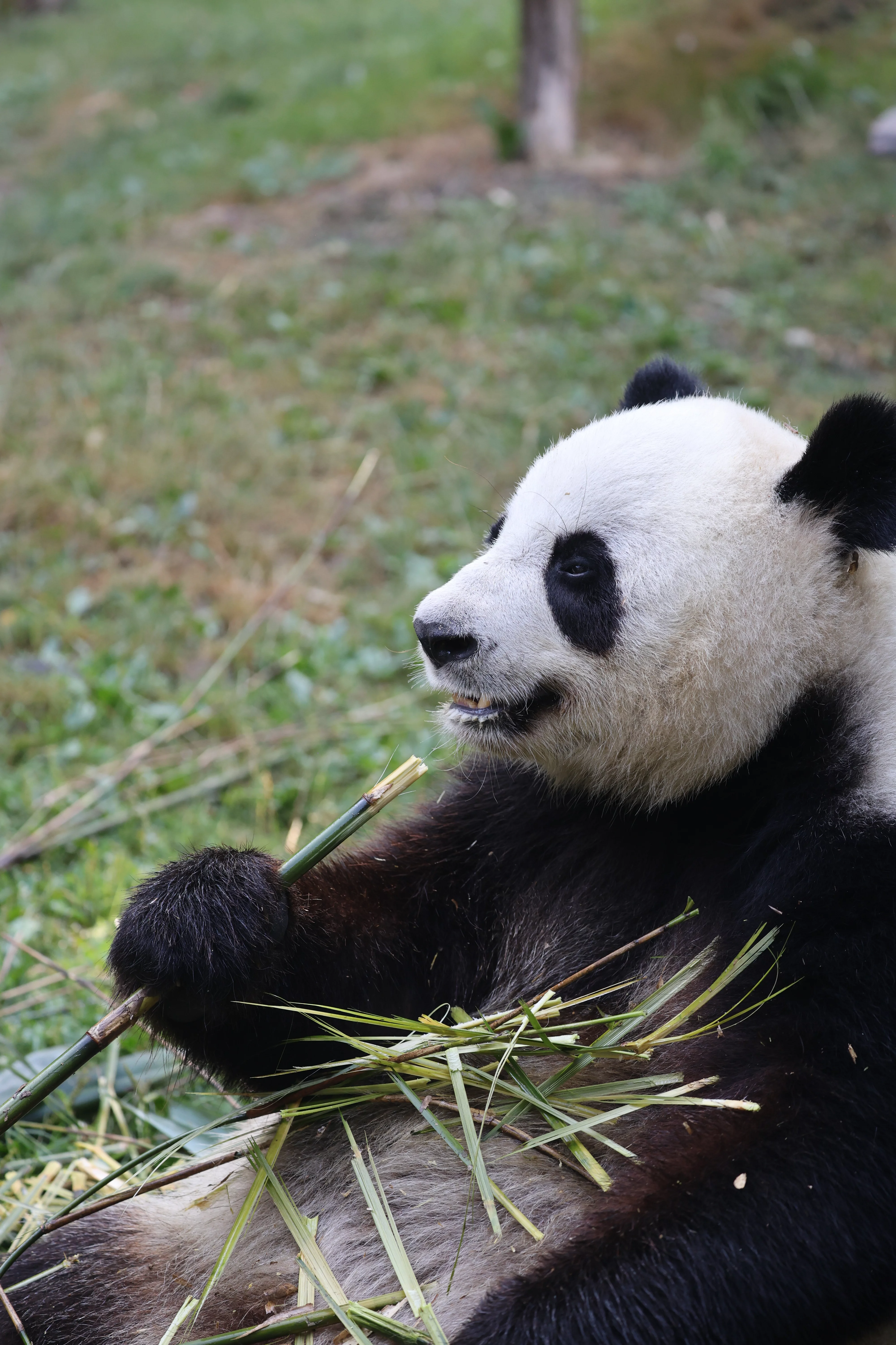 ZooParc de Beauval
