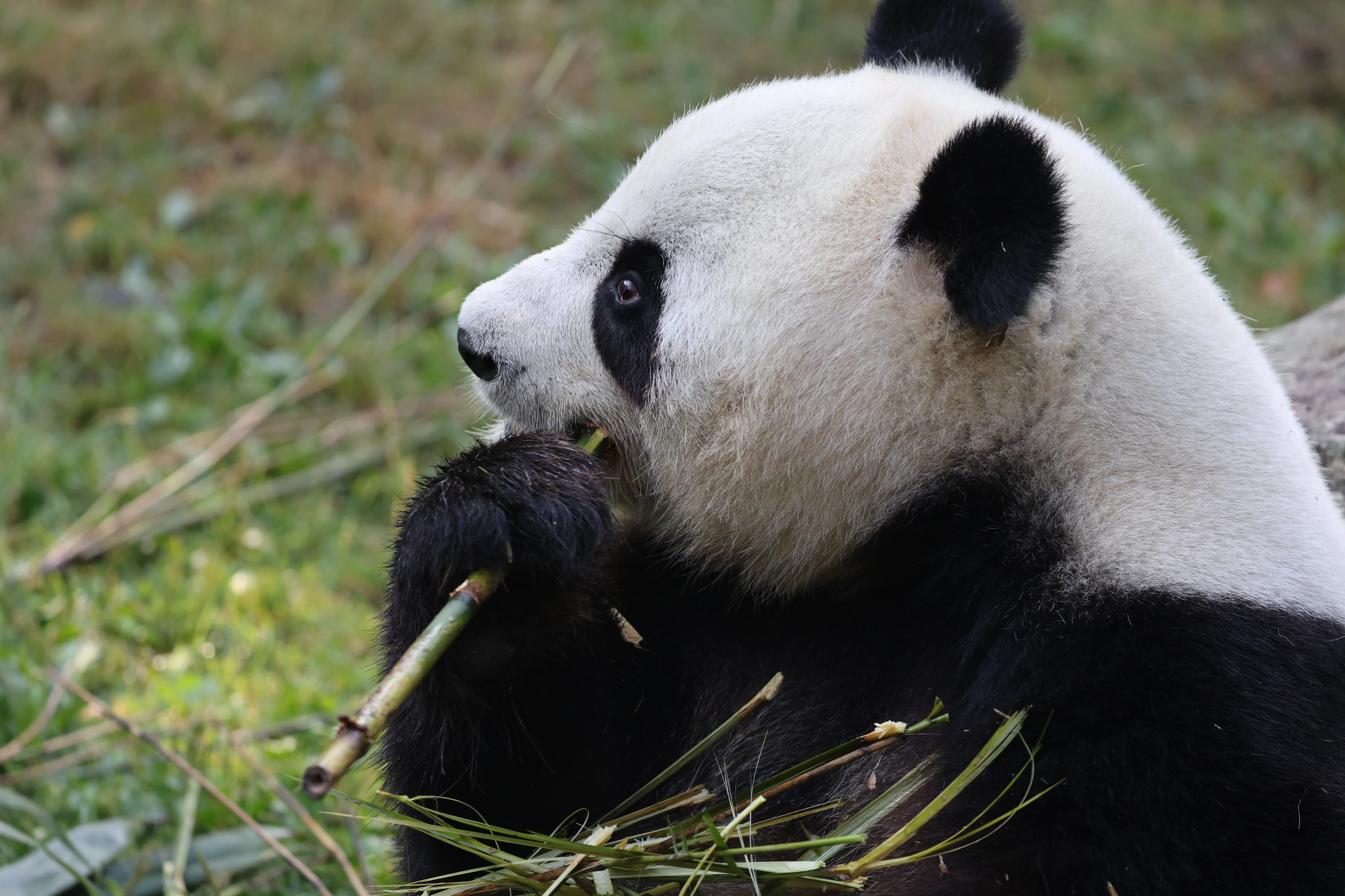 ZooParc de Beauval