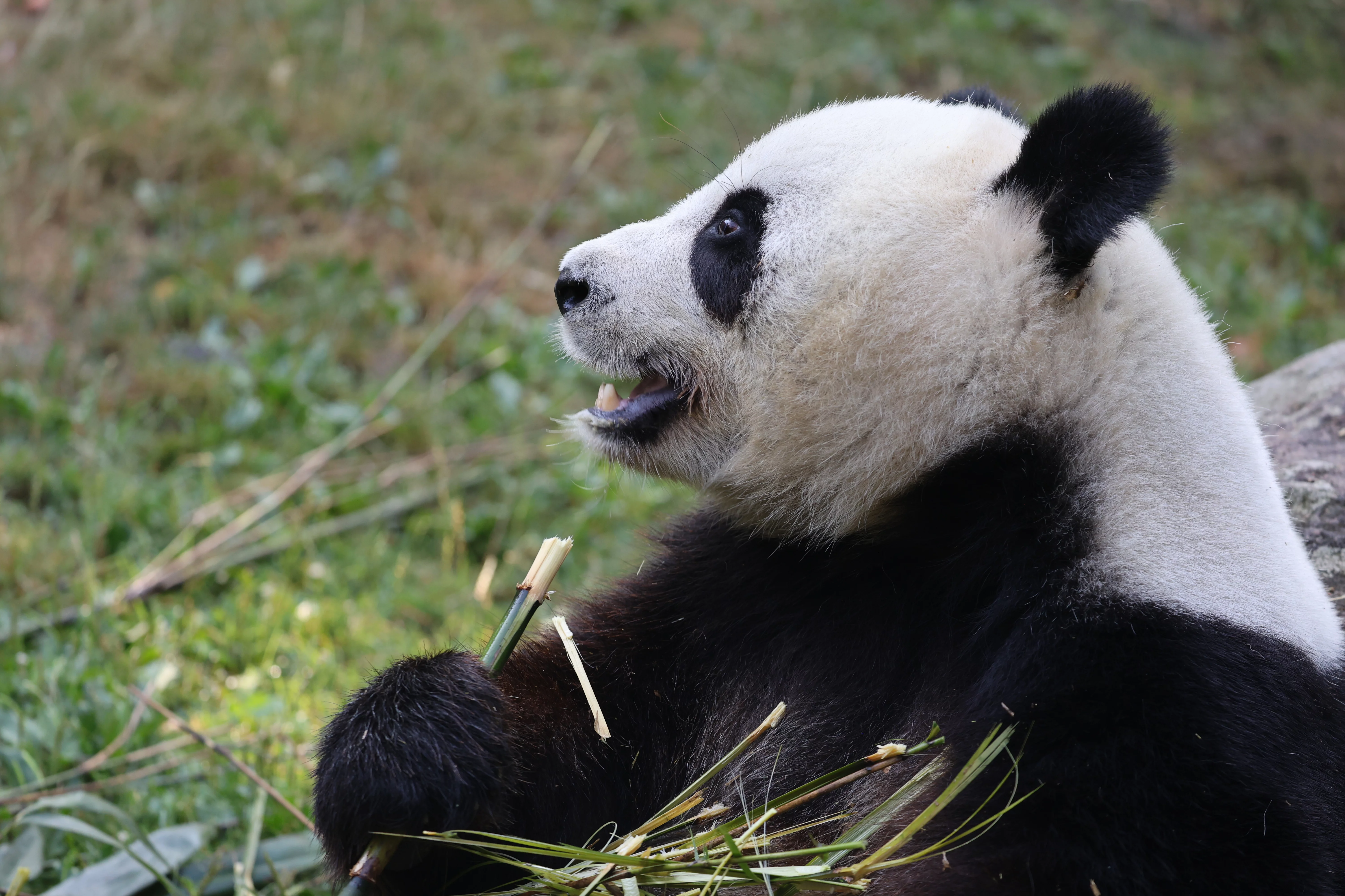 ZooParc de Beauval
