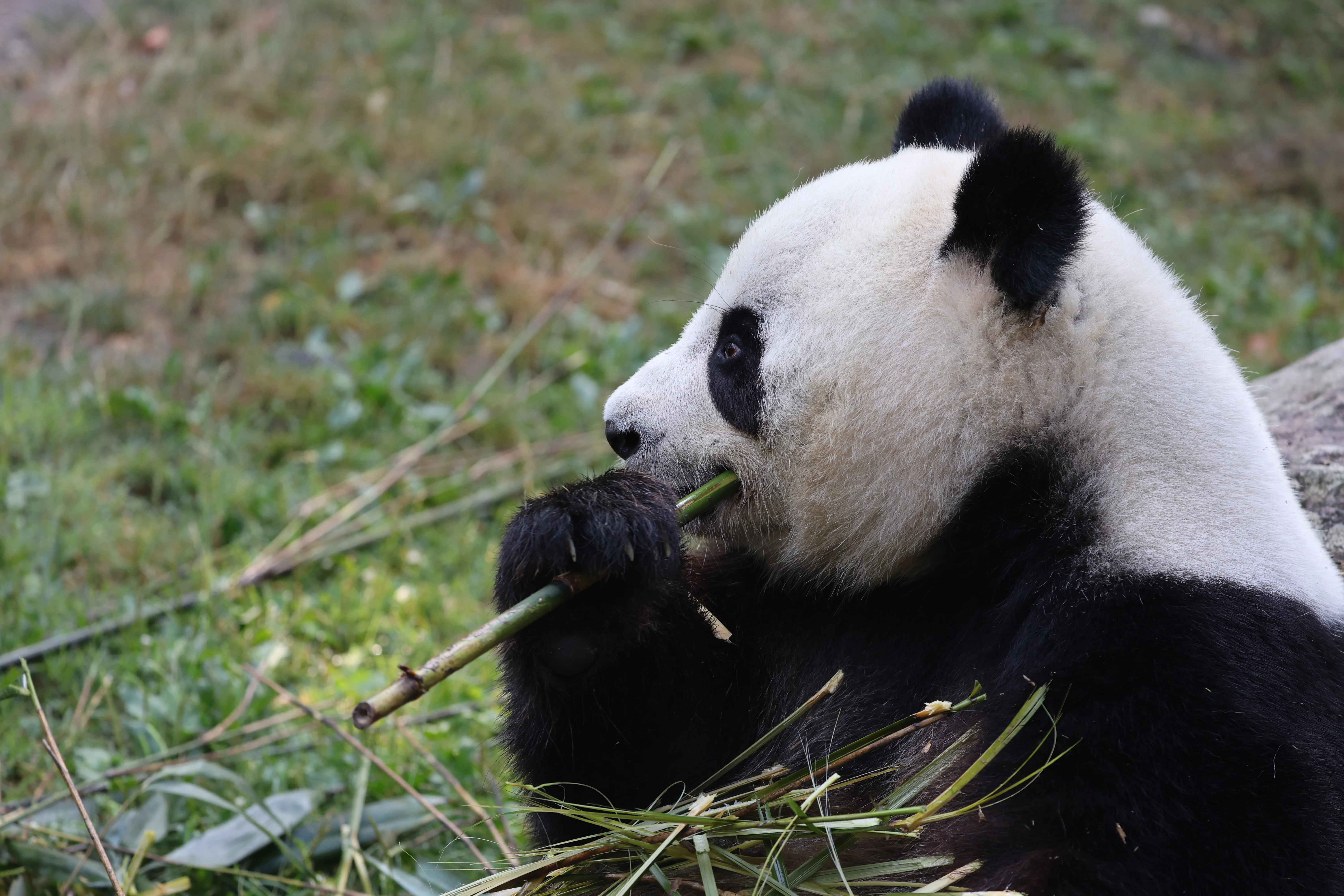 ZooParc de Beauval