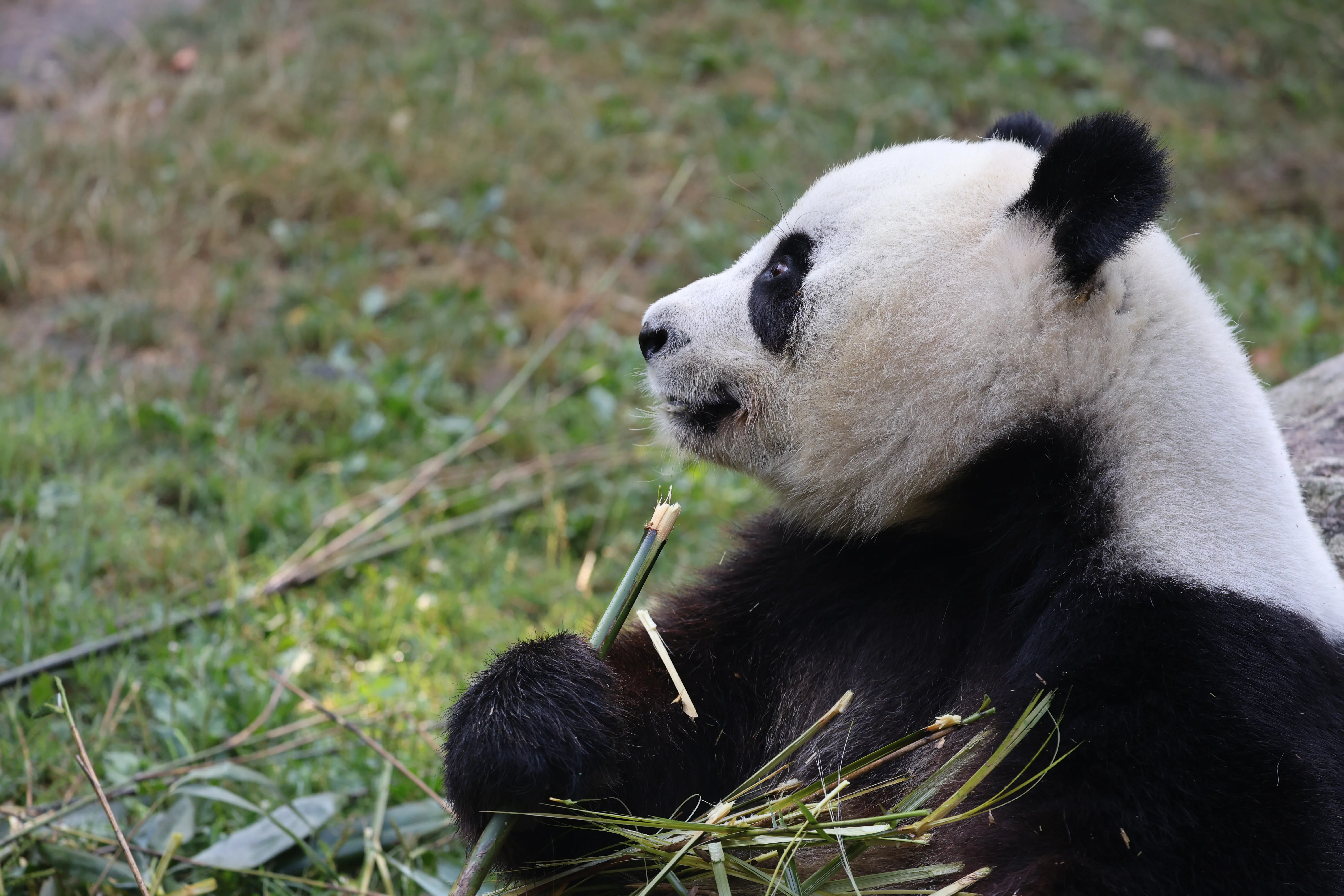 ZooParc de Beauval