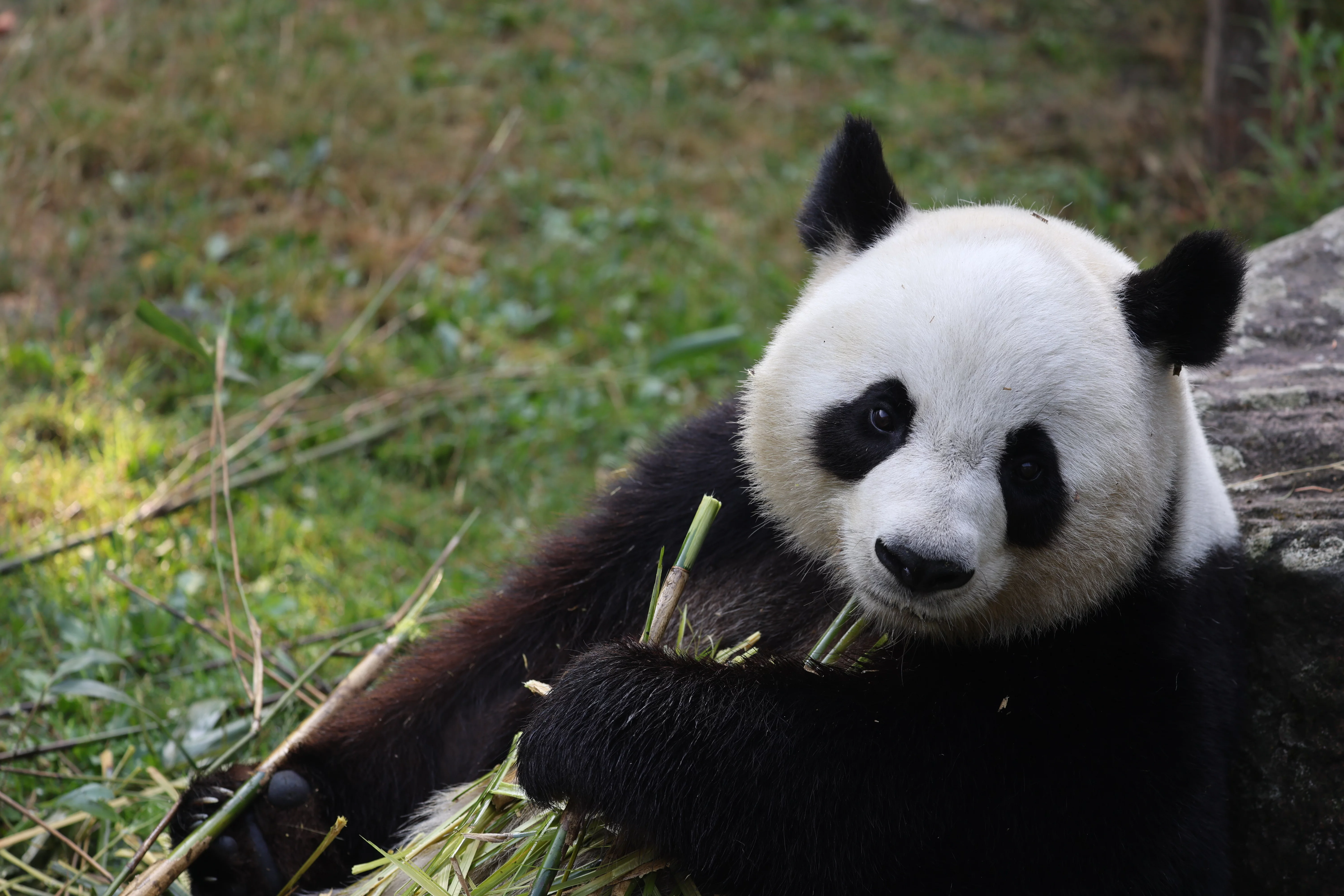 ZooParc de Beauval