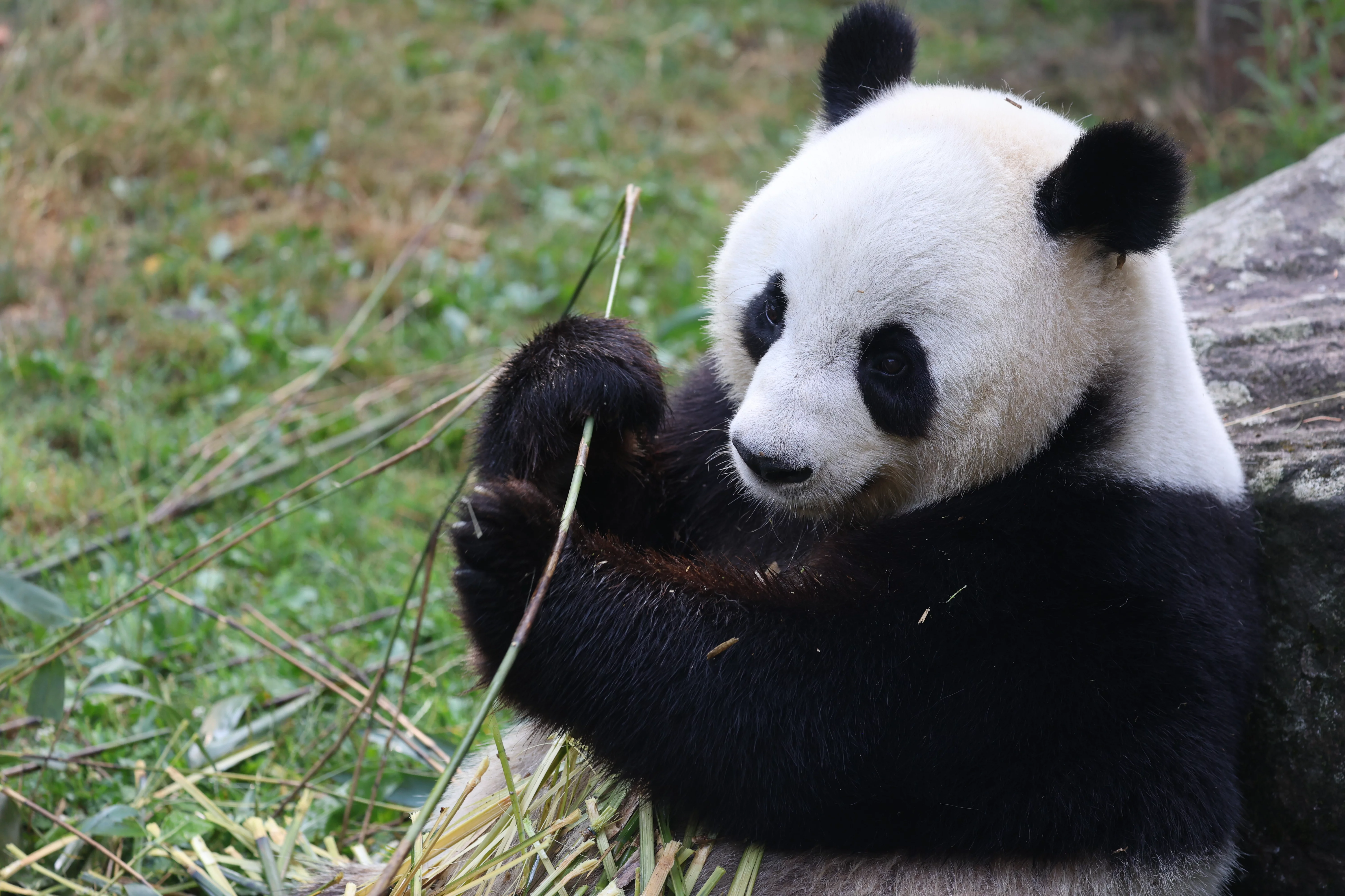 ZooParc de Beauval