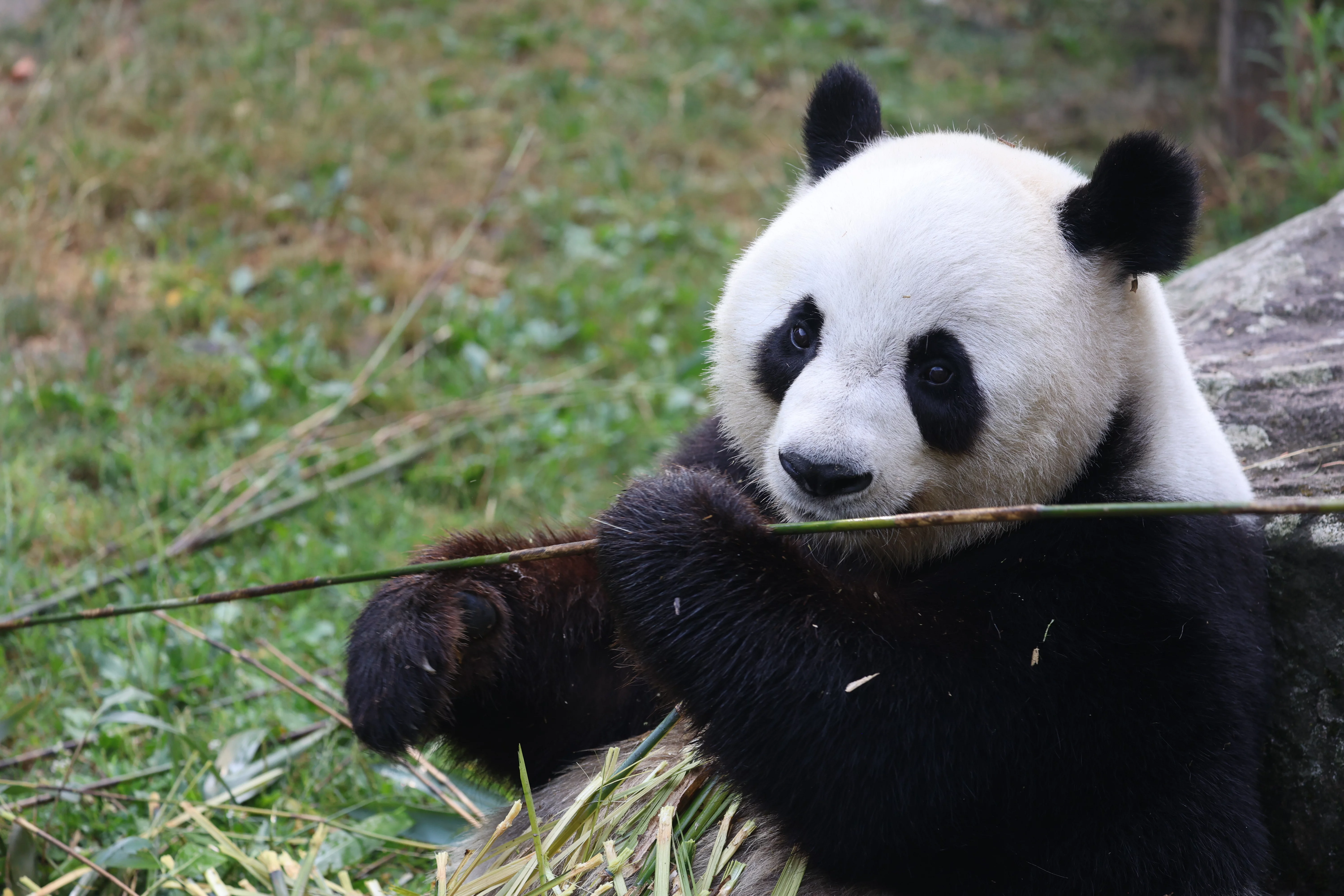 ZooParc de Beauval