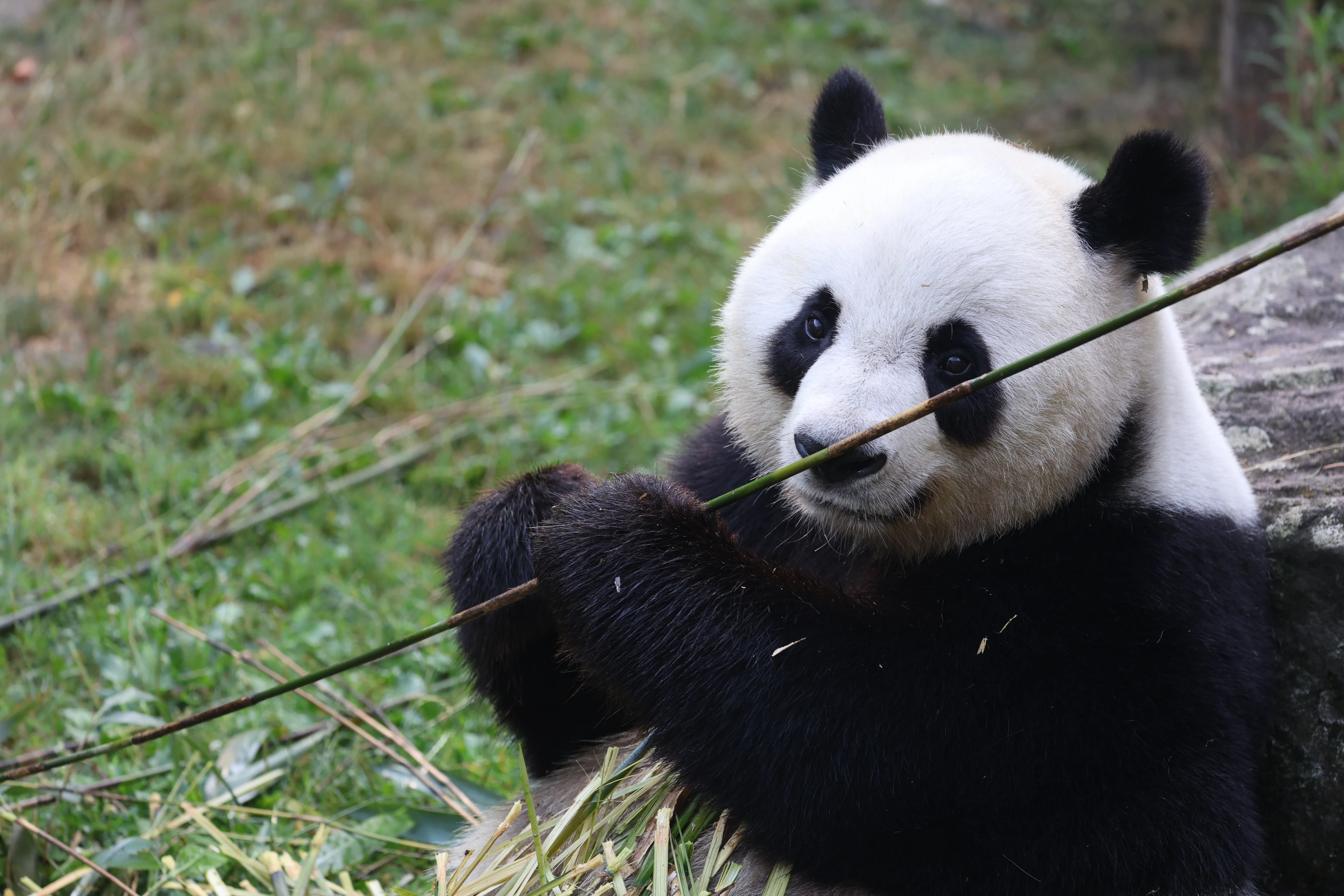 ZooParc de Beauval