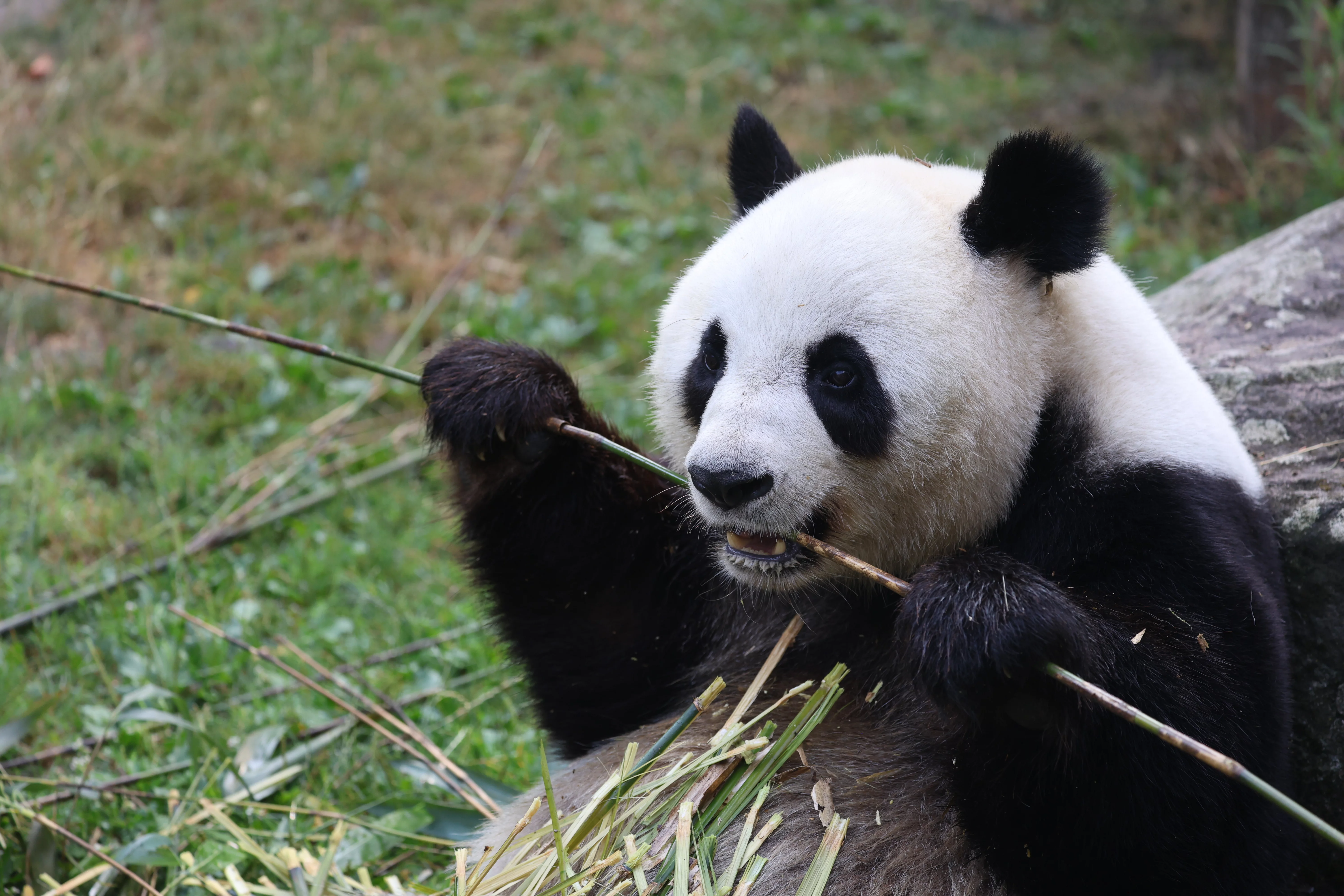 ZooParc de Beauval