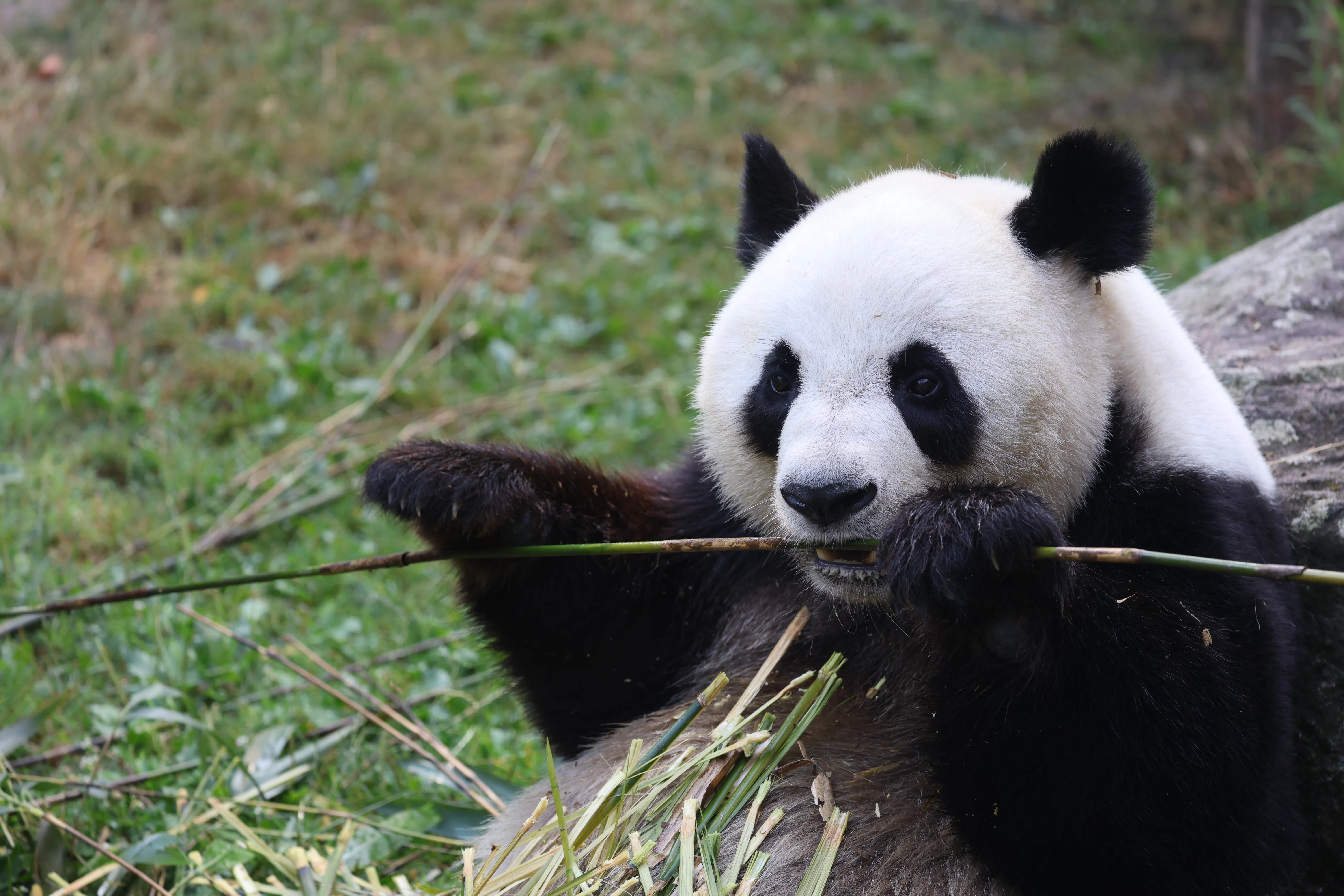 ZooParc de Beauval