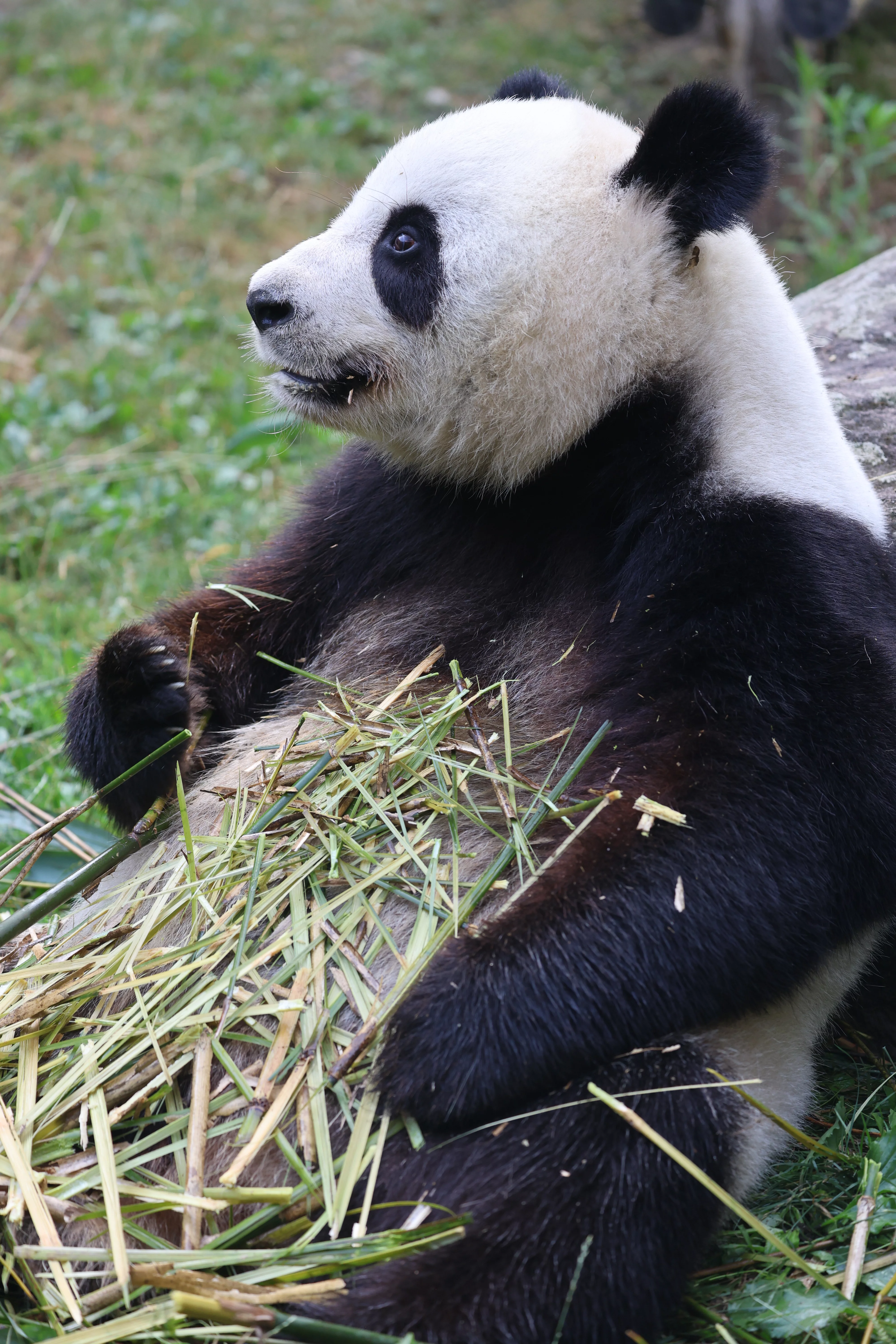 ZooParc de Beauval