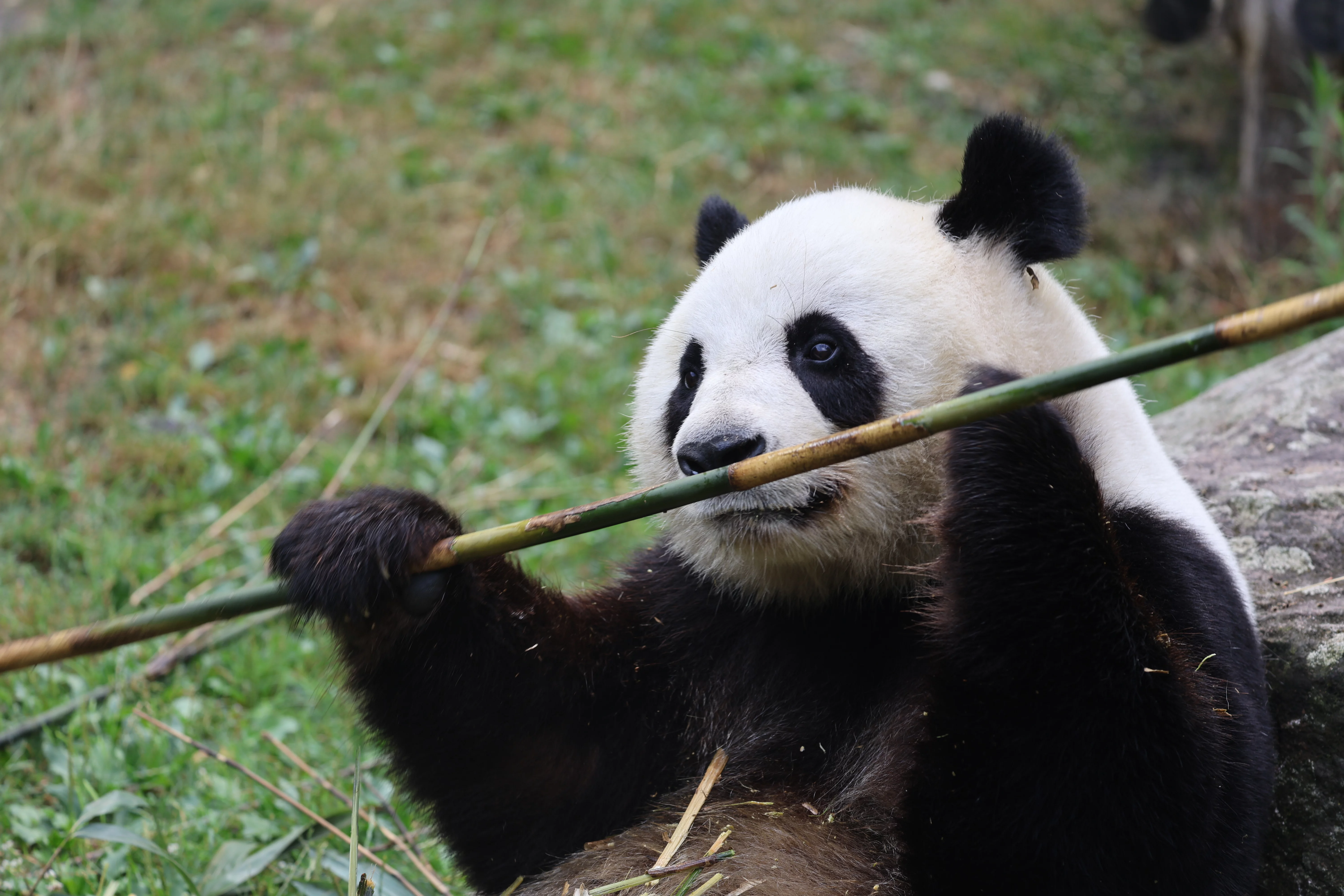 ZooParc de Beauval
