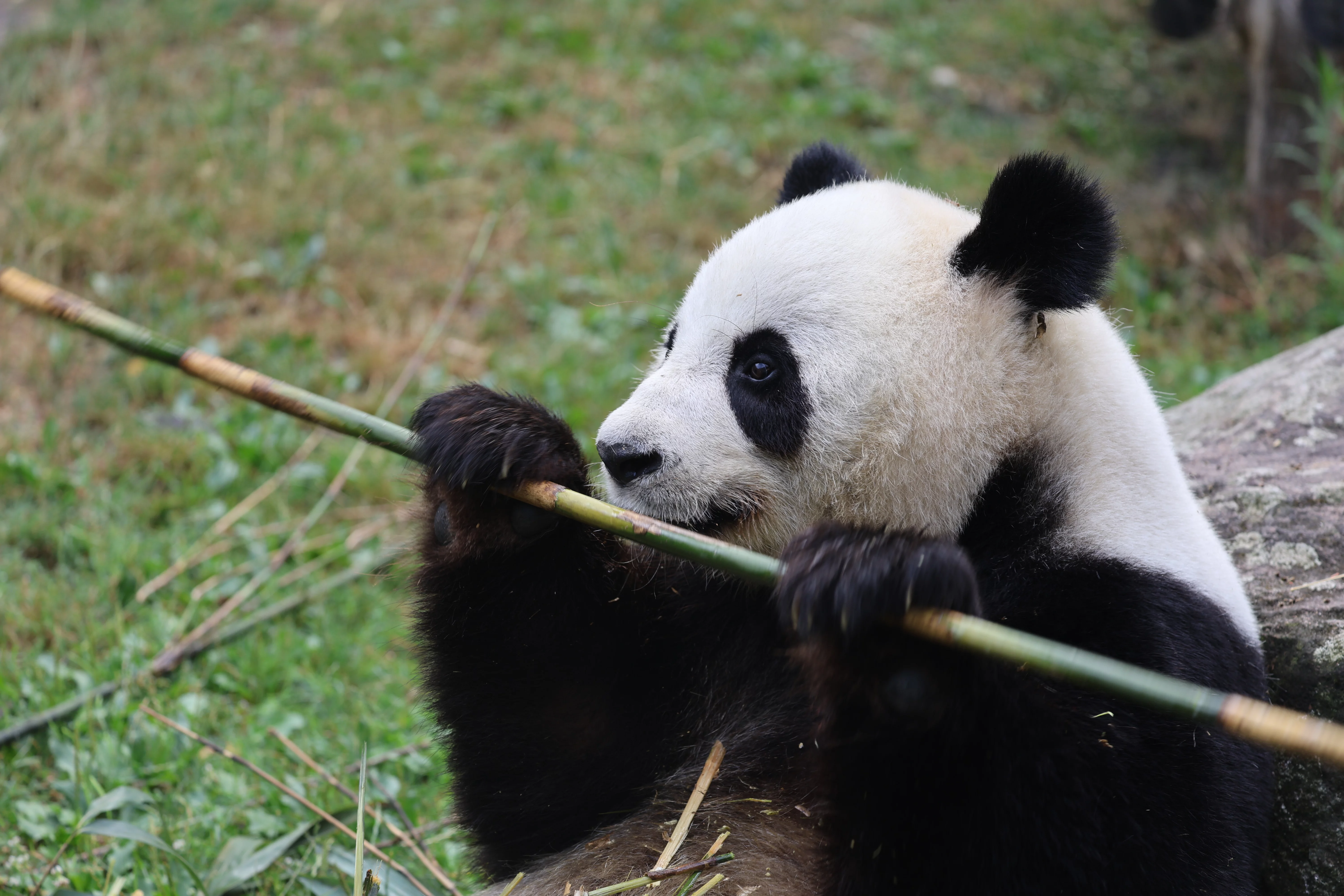 ZooParc de Beauval