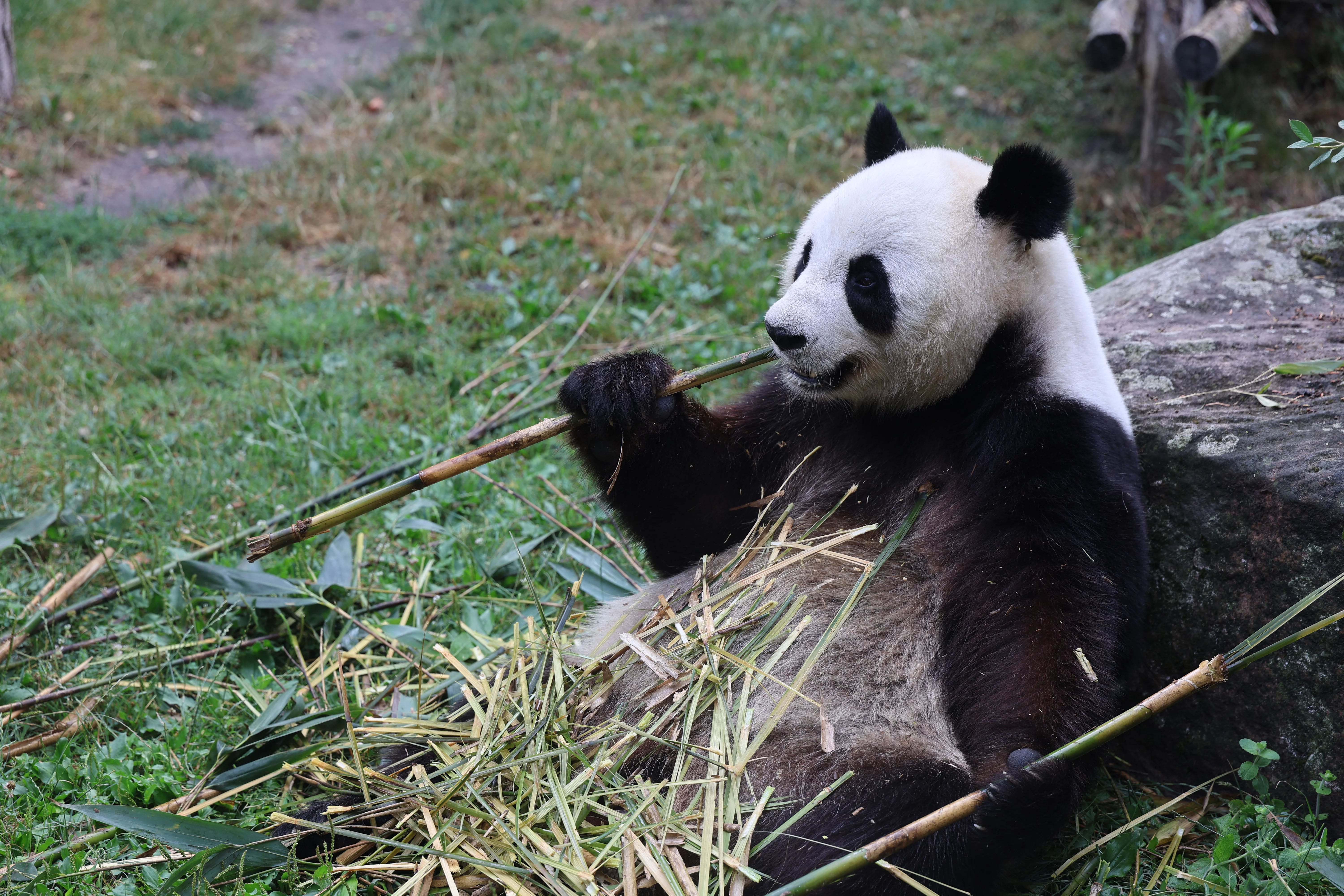 ZooParc de Beauval