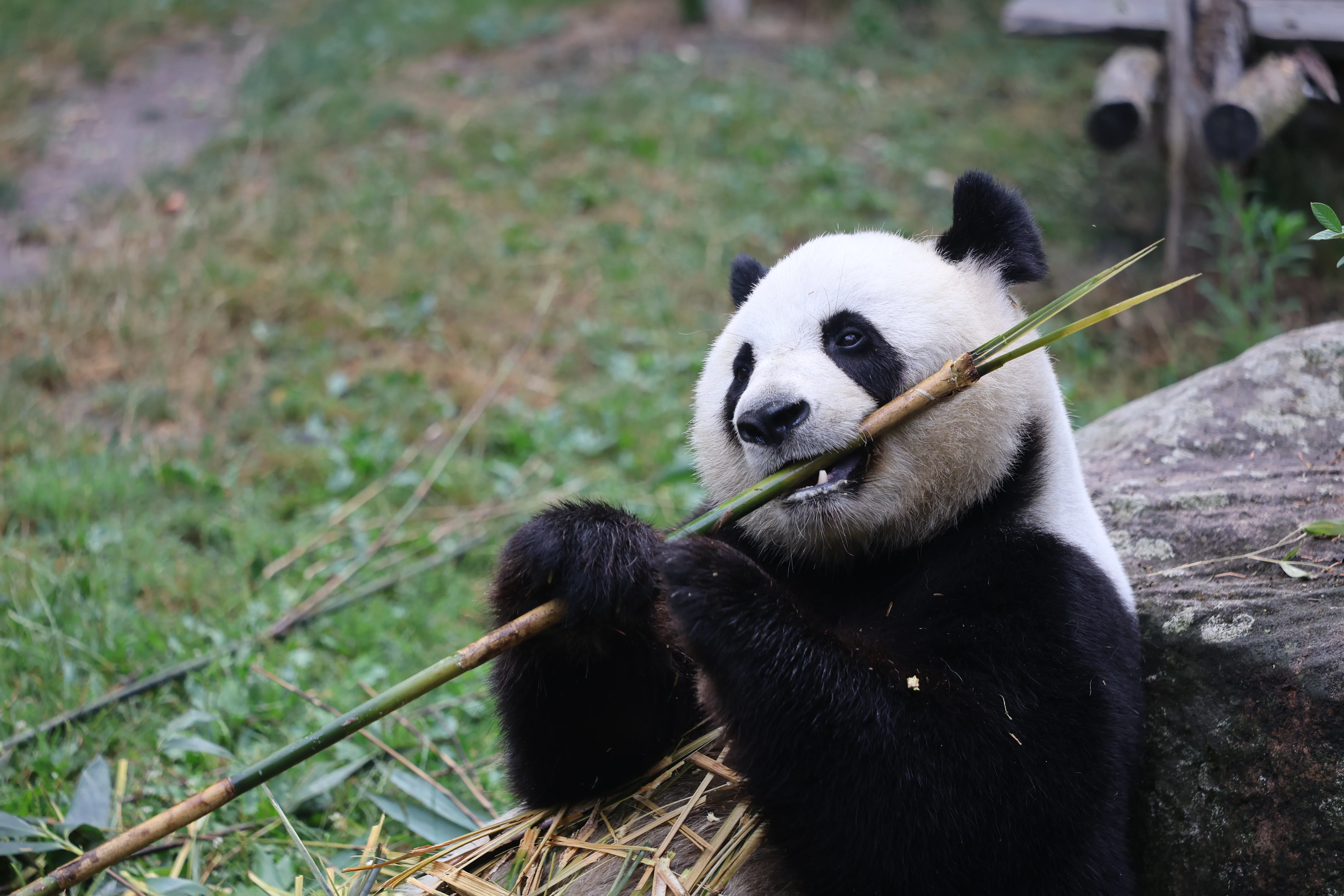 ZooParc de Beauval