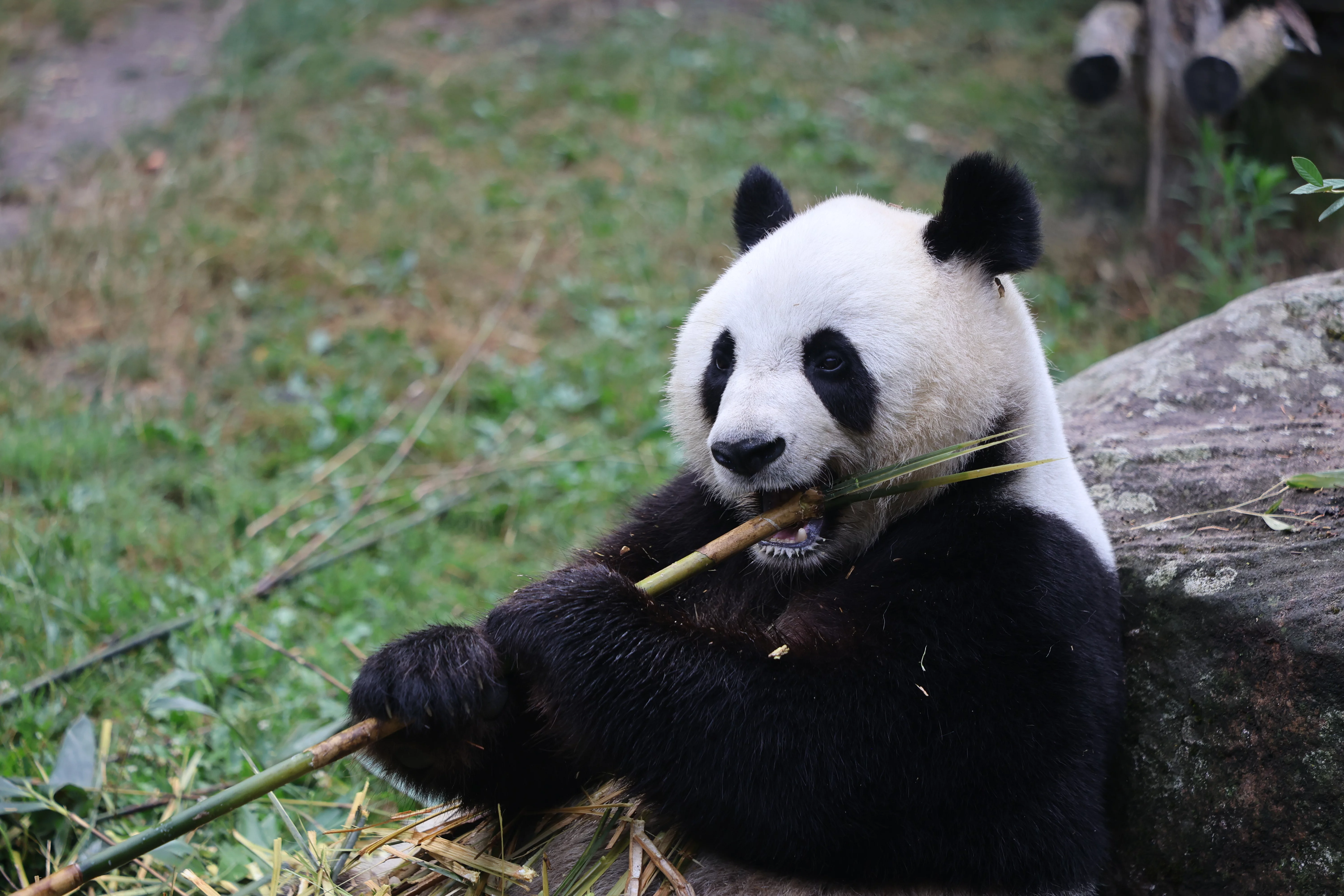 ZooParc de Beauval