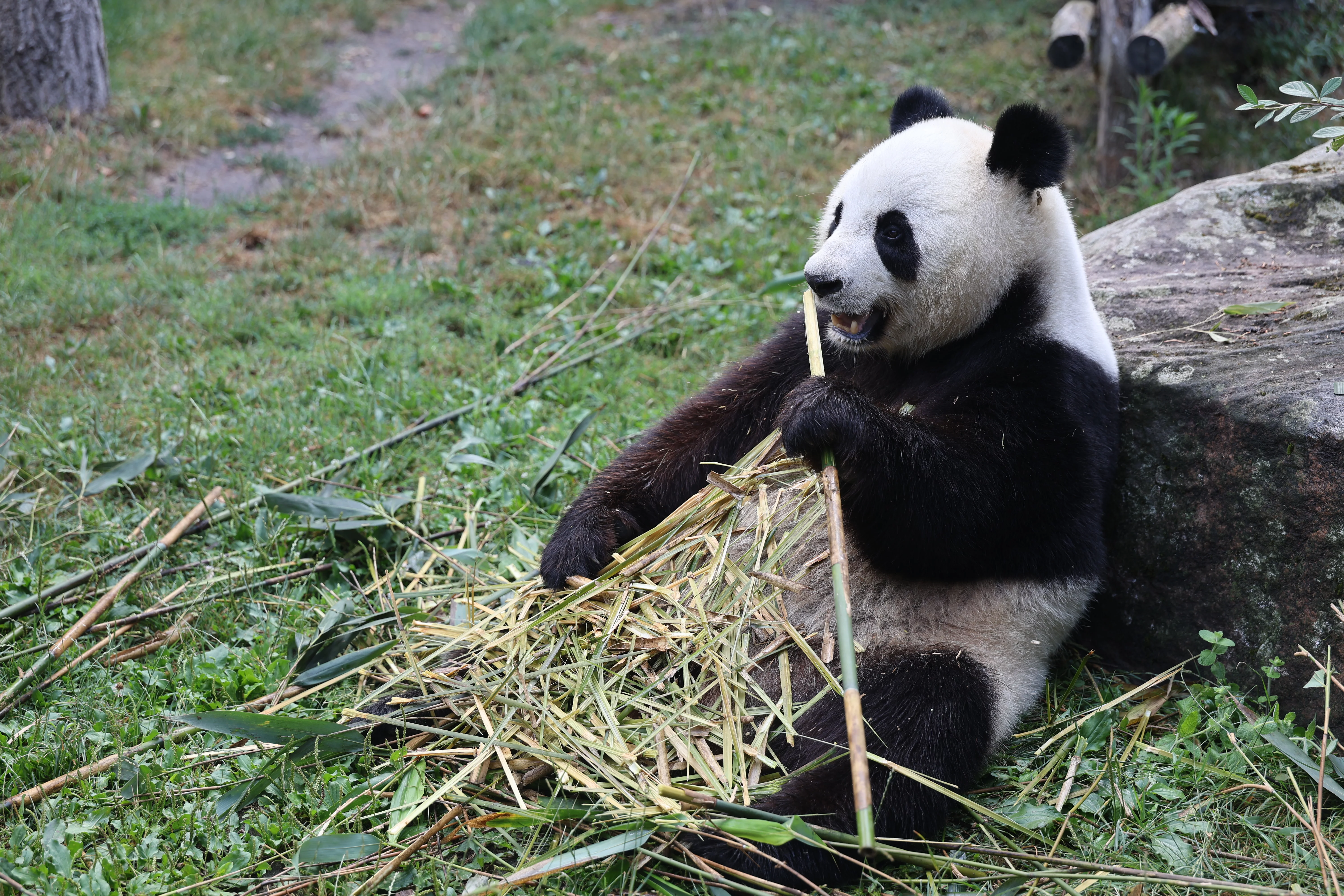 ZooParc de Beauval