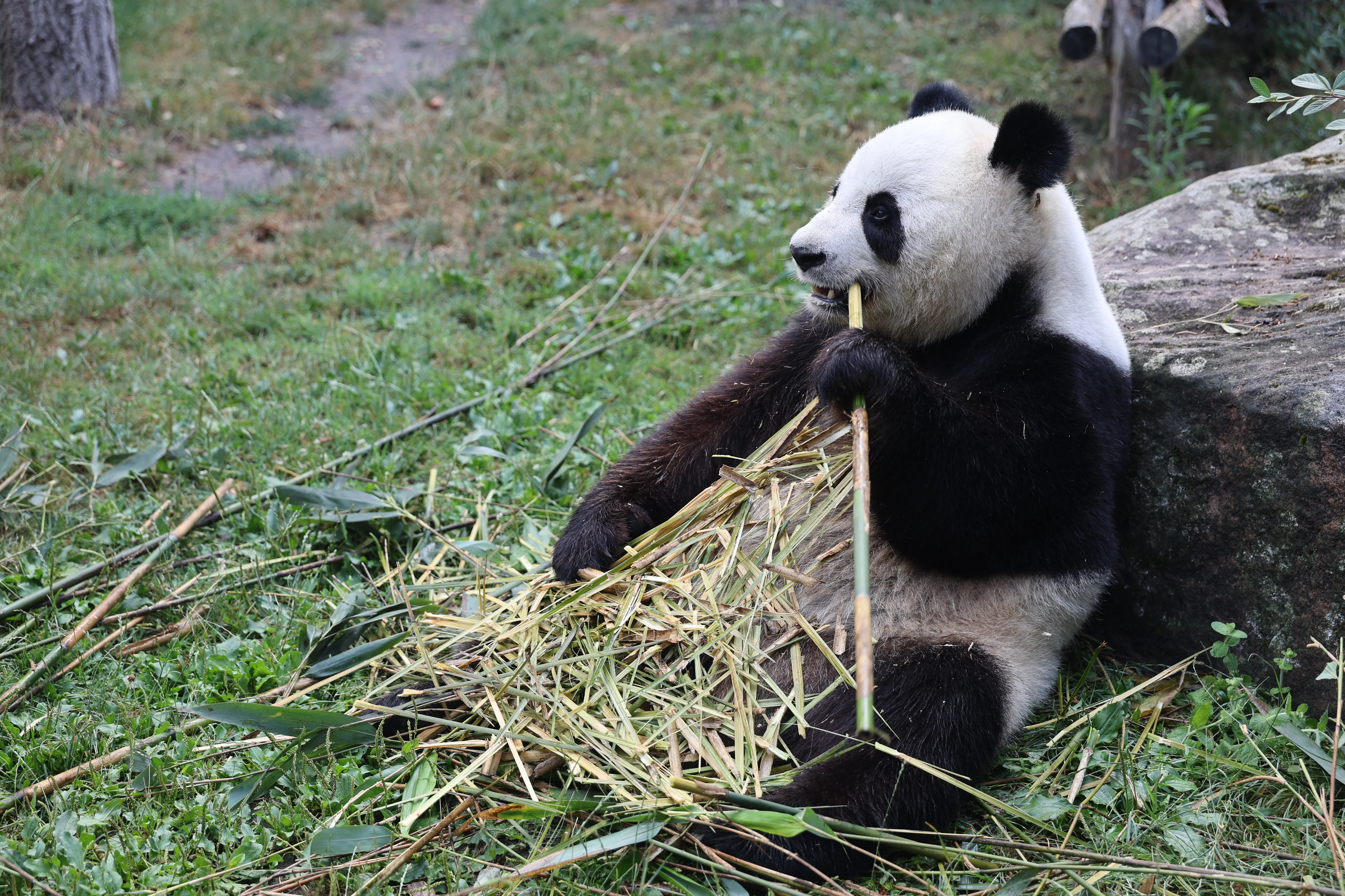 ZooParc de Beauval