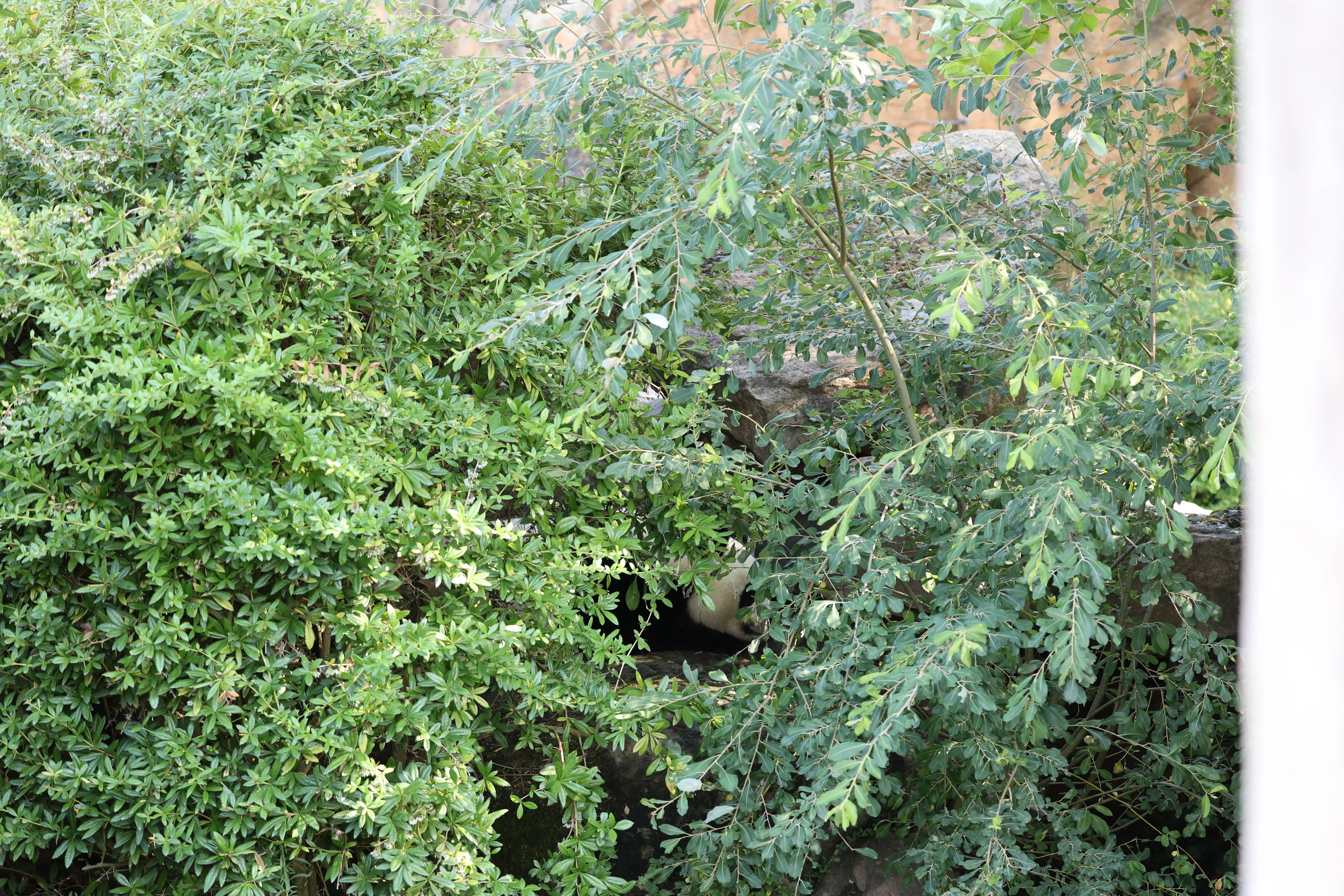 ZooParc de Beauval