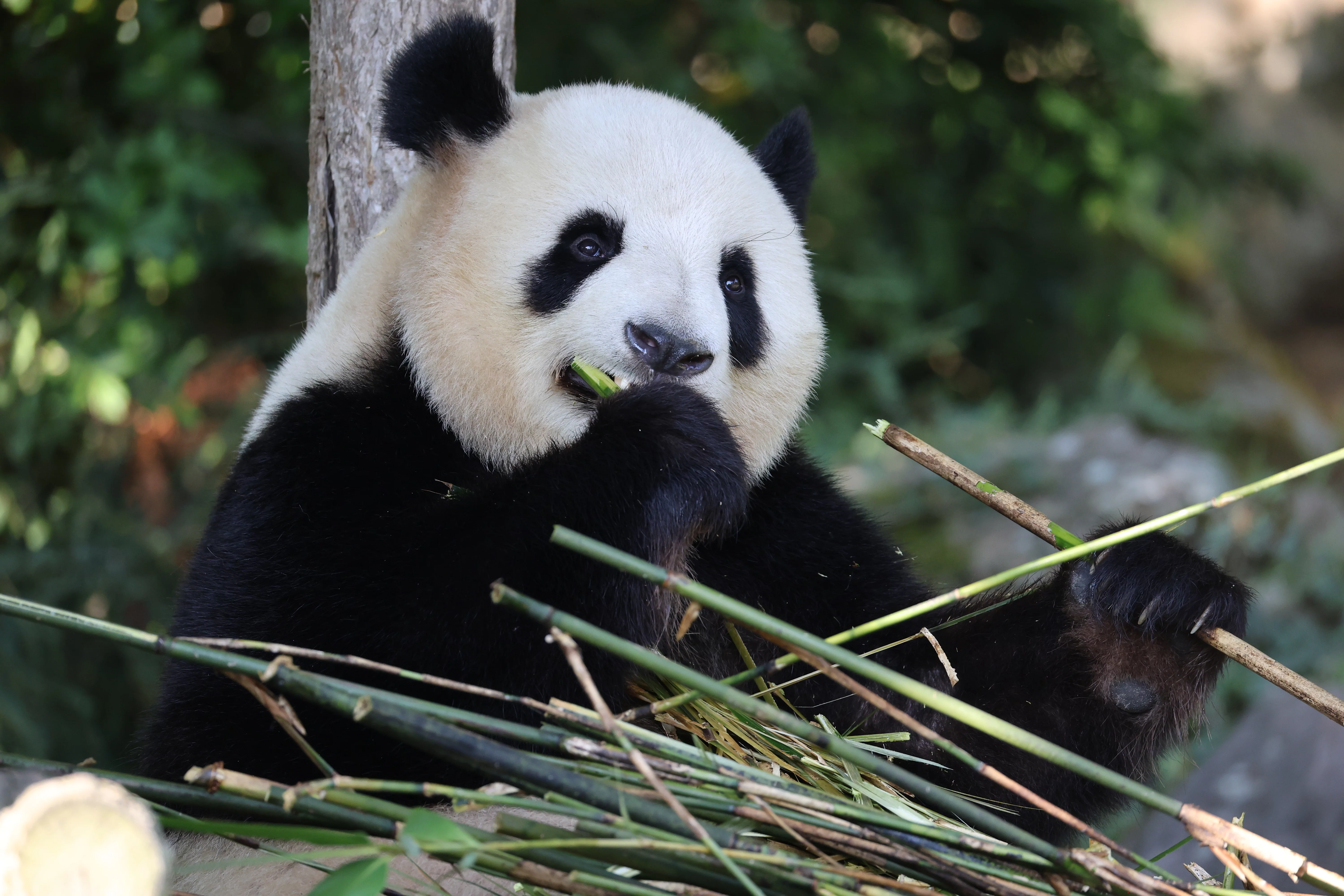 ZooParc de Beauval