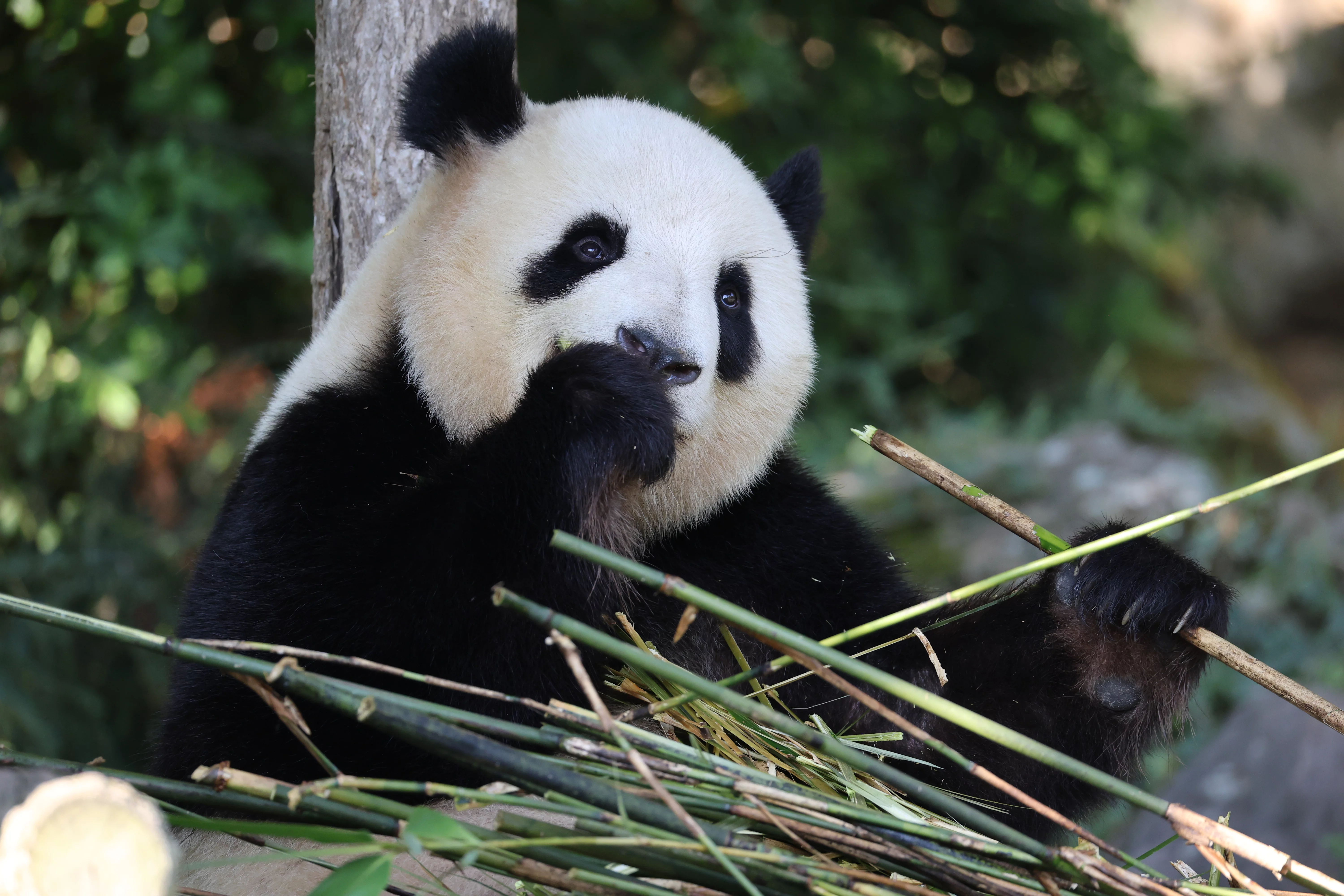 ZooParc de Beauval