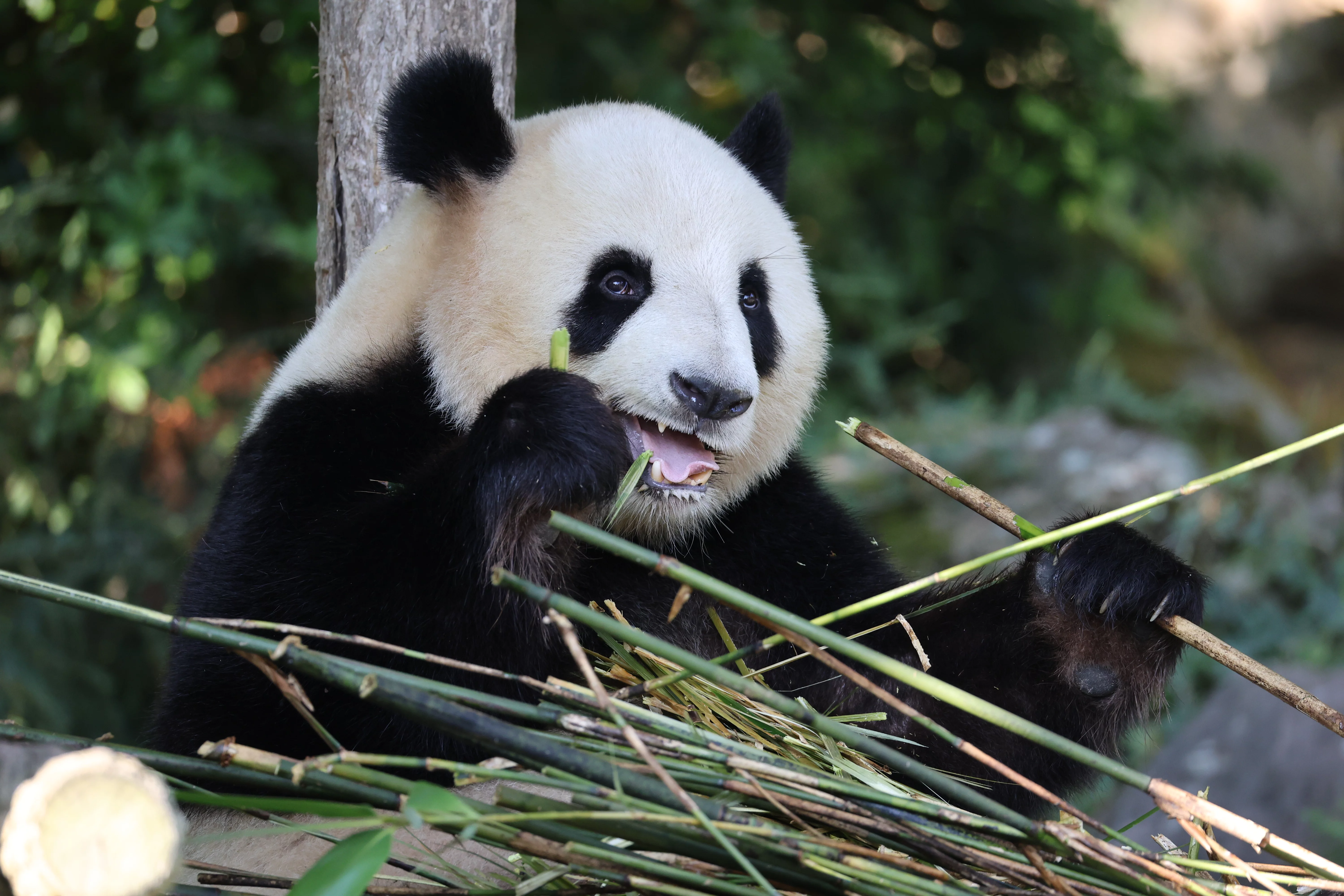 ZooParc de Beauval