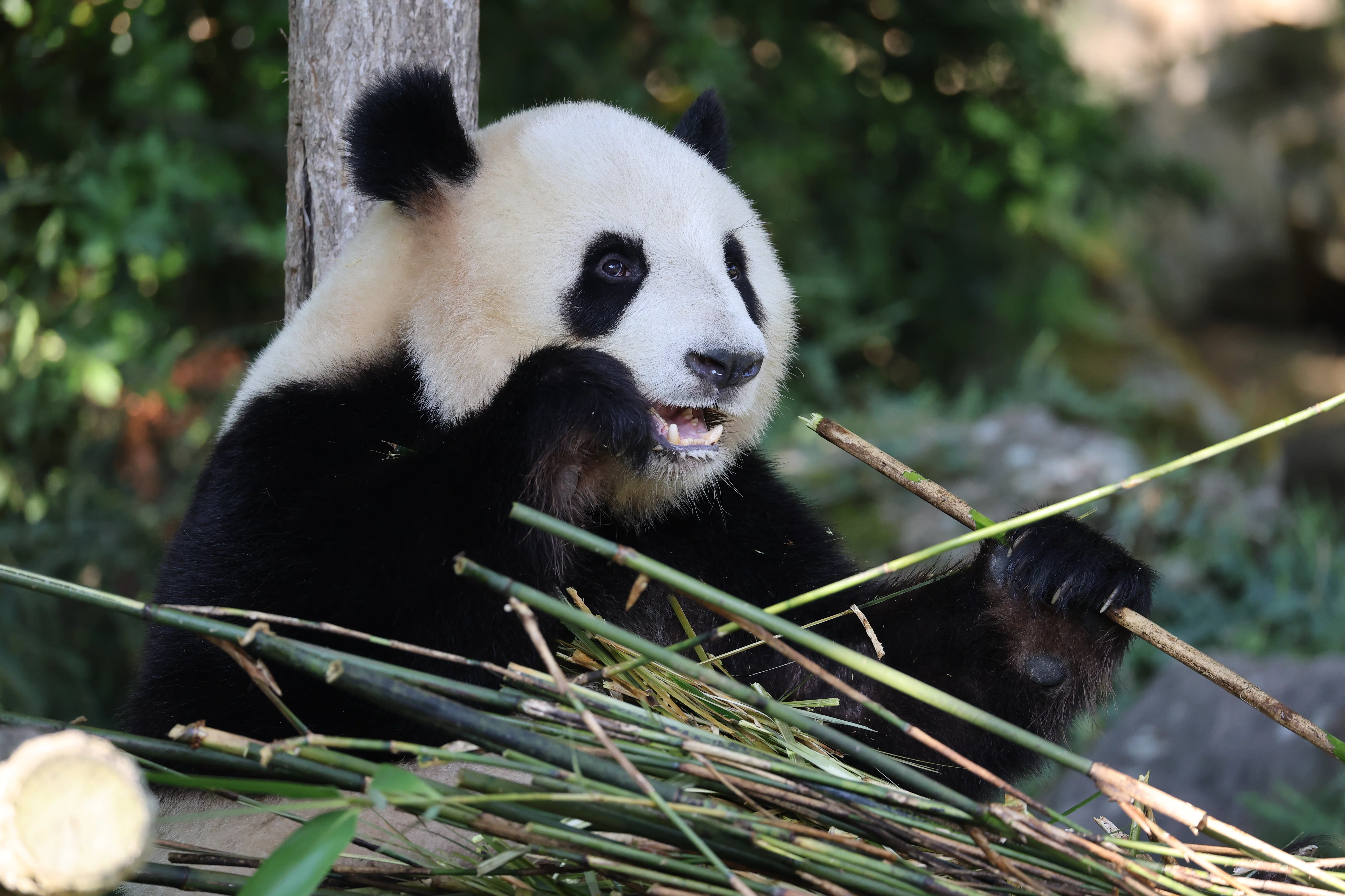 ZooParc de Beauval