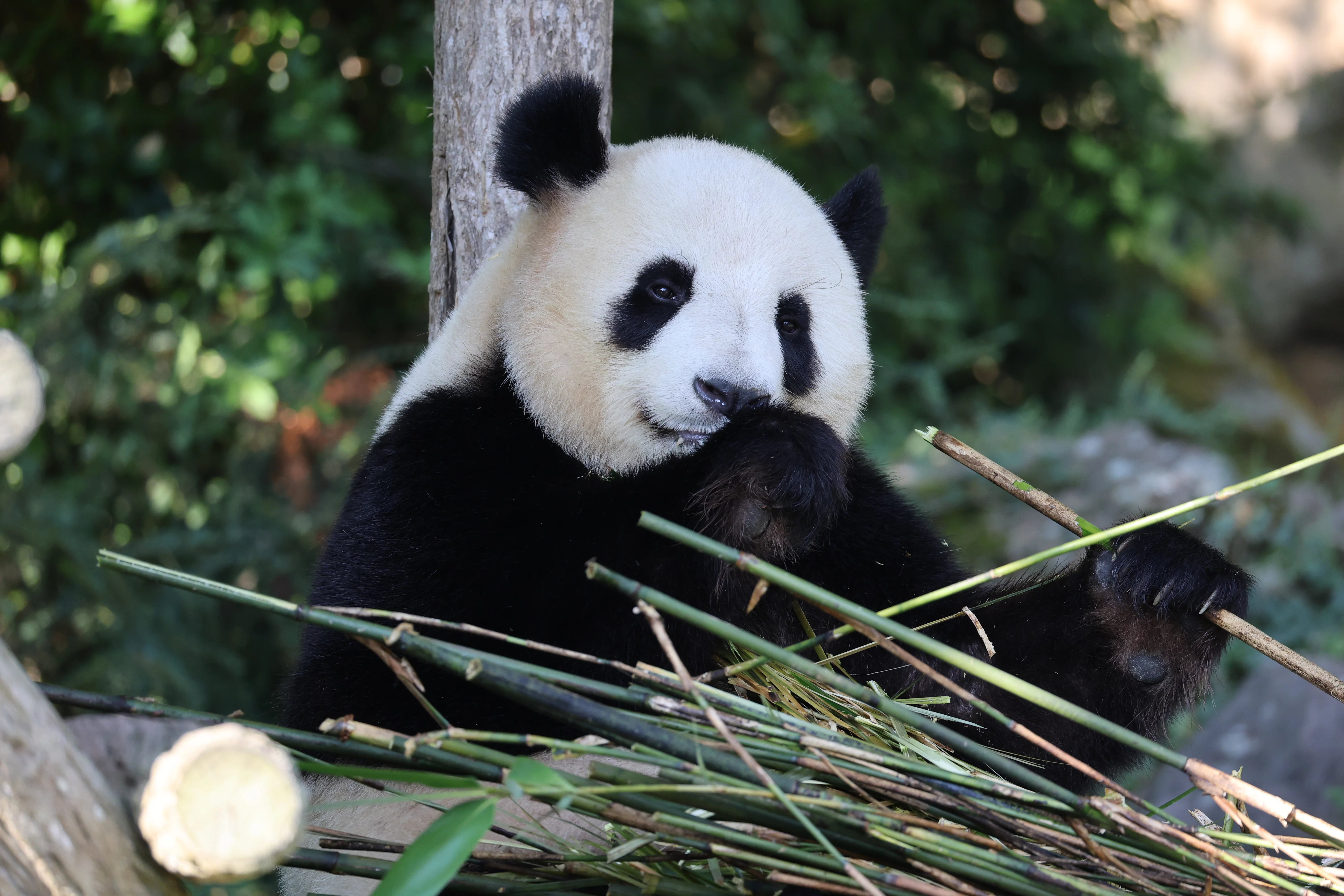 ZooParc de Beauval
