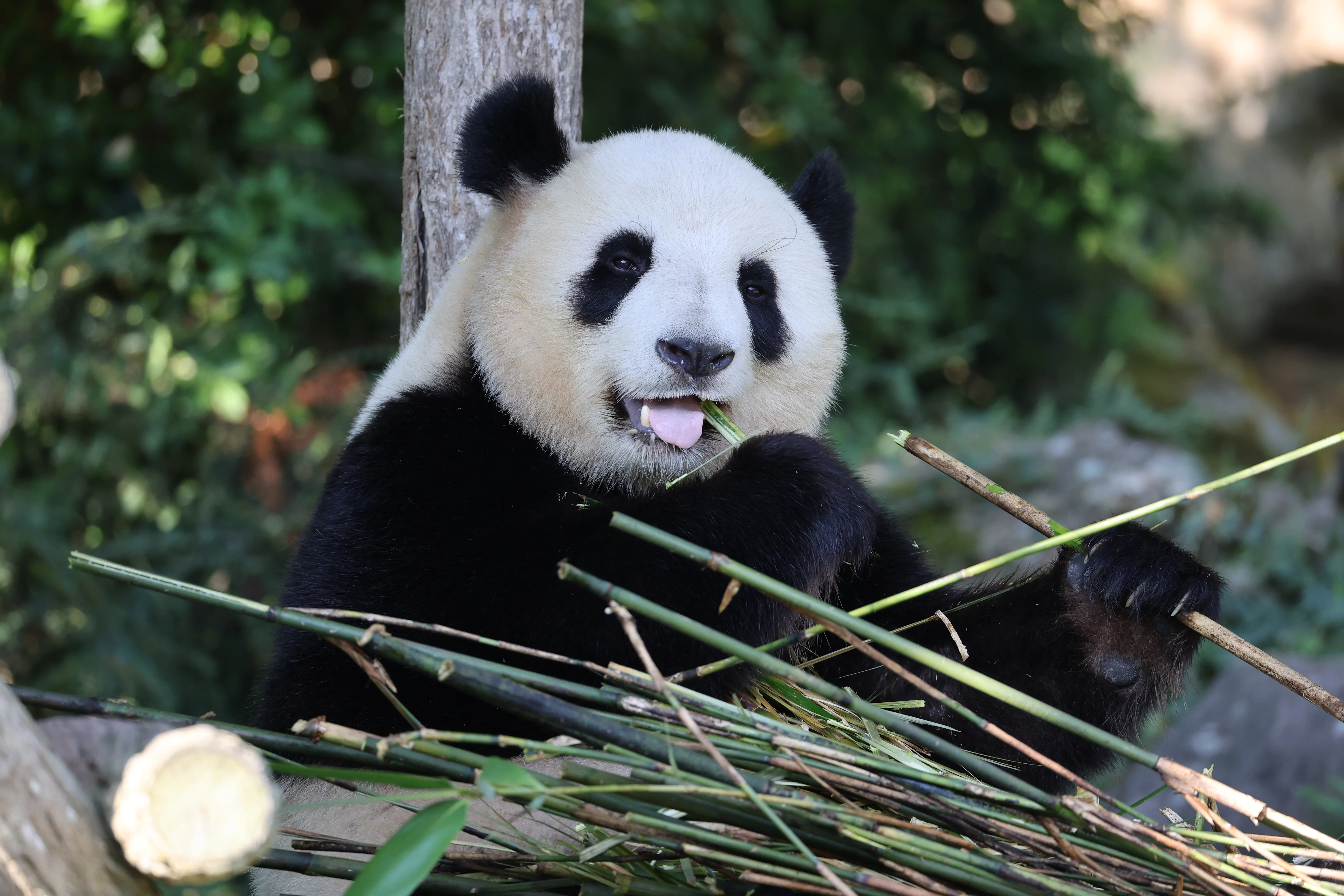 ZooParc de Beauval