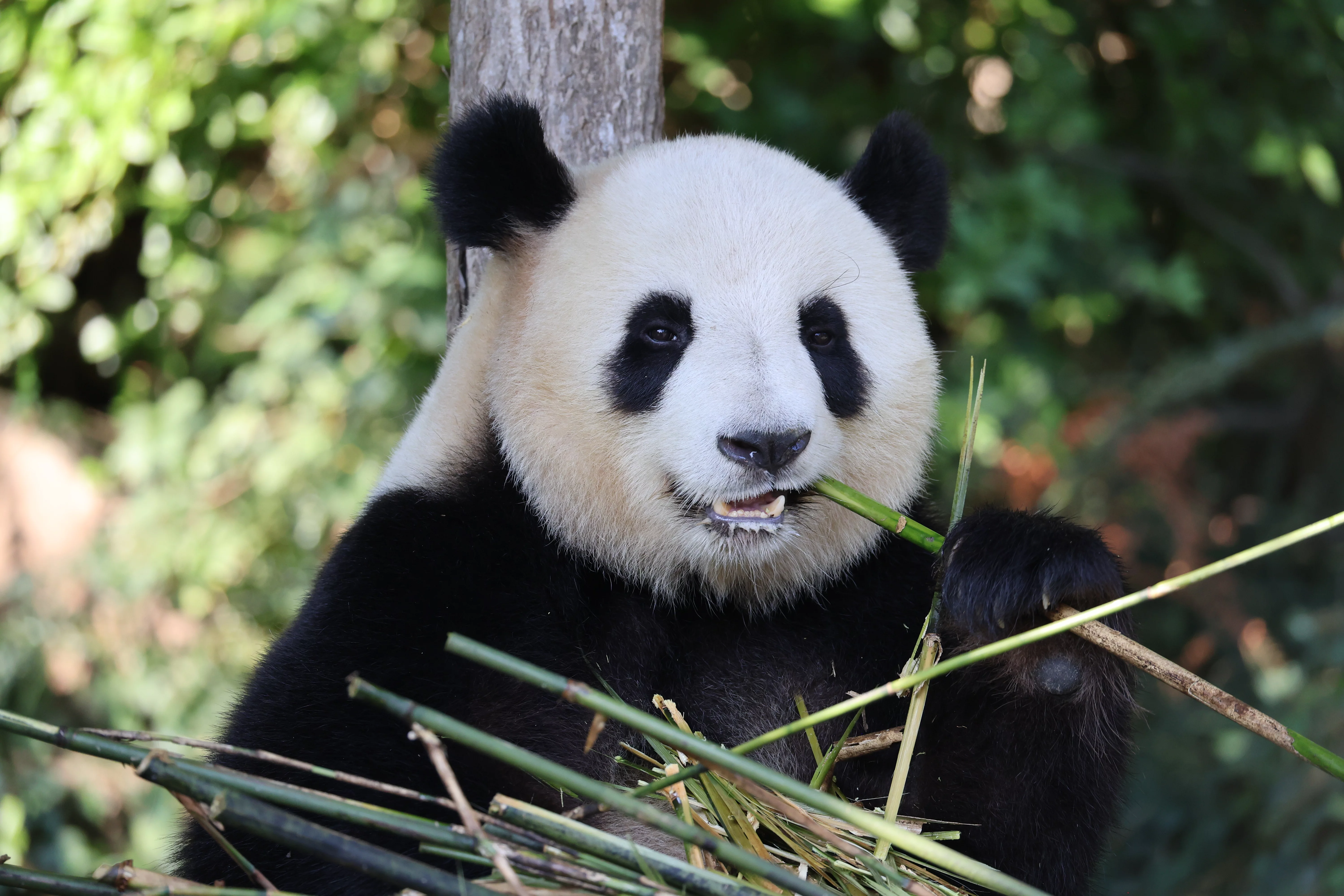 ZooParc de Beauval