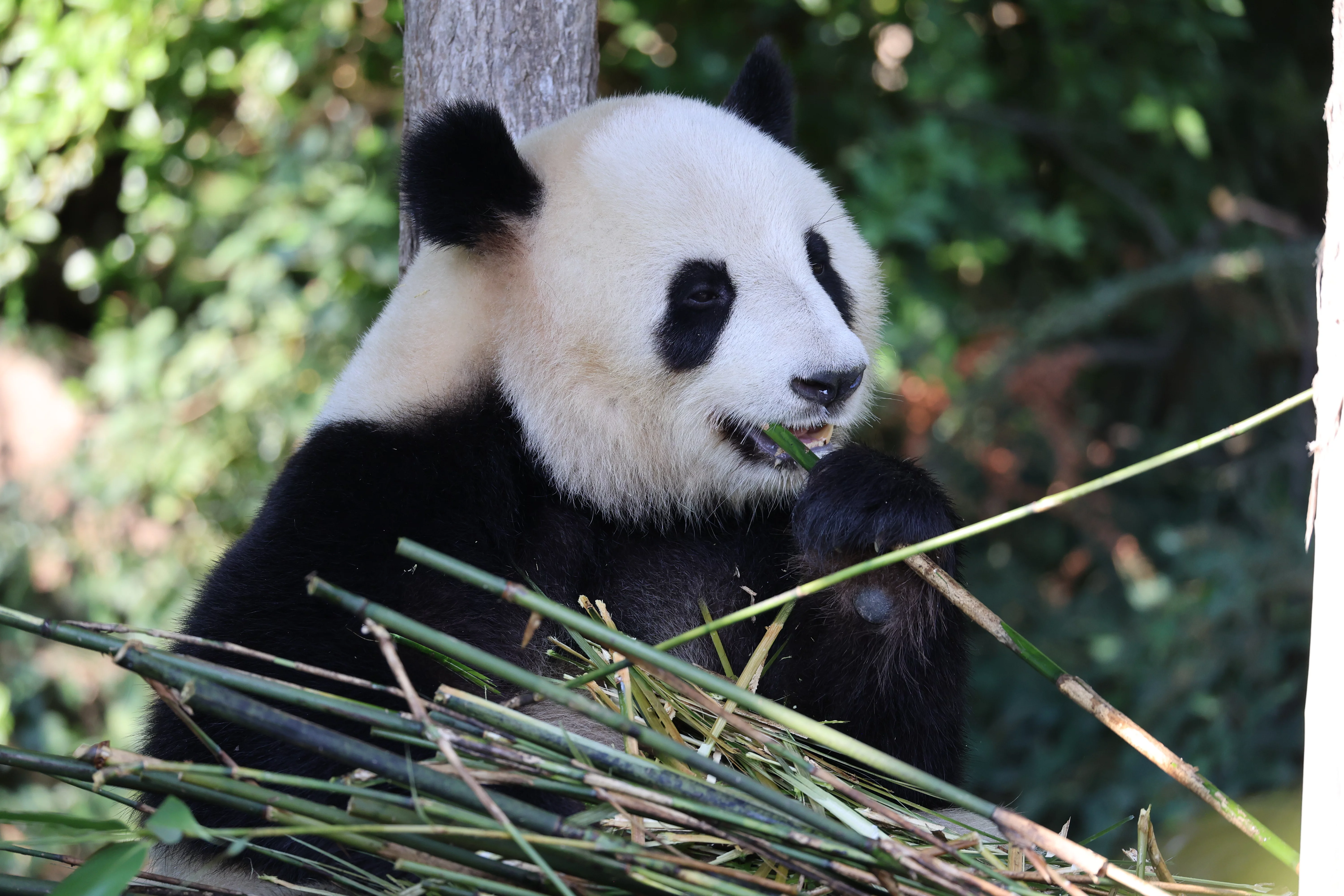 ZooParc de Beauval