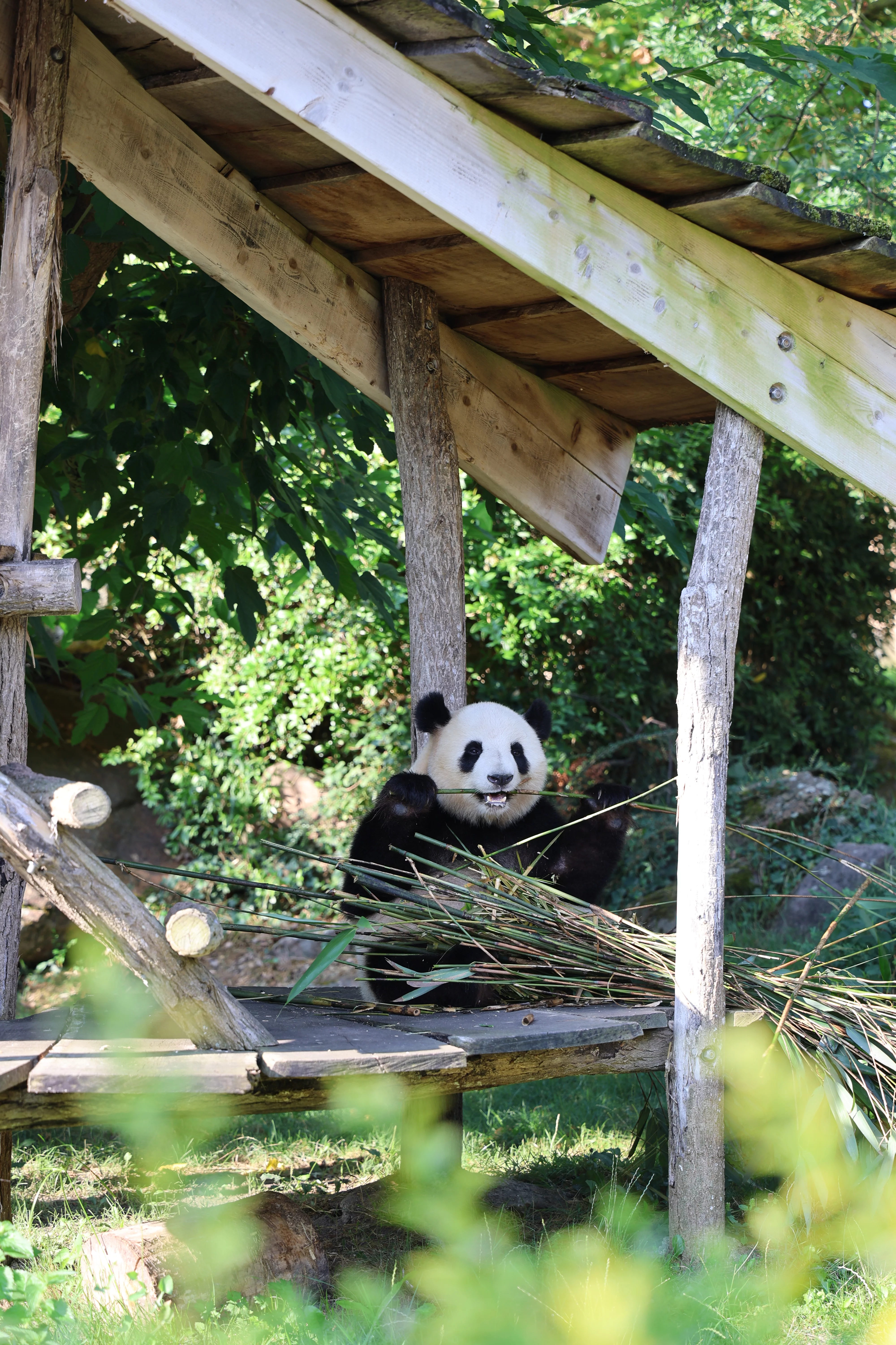 ZooParc de Beauval