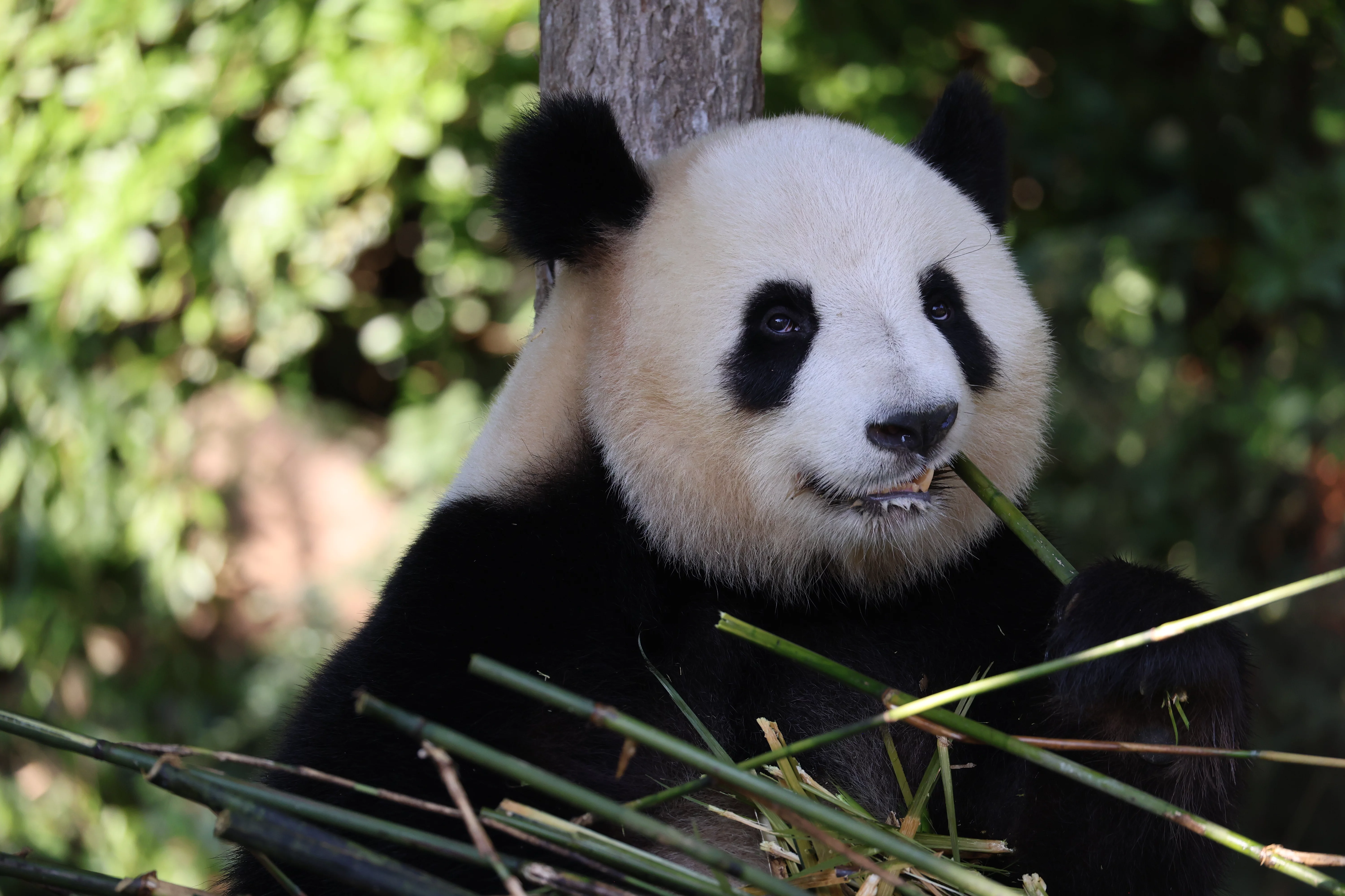 ZooParc de Beauval