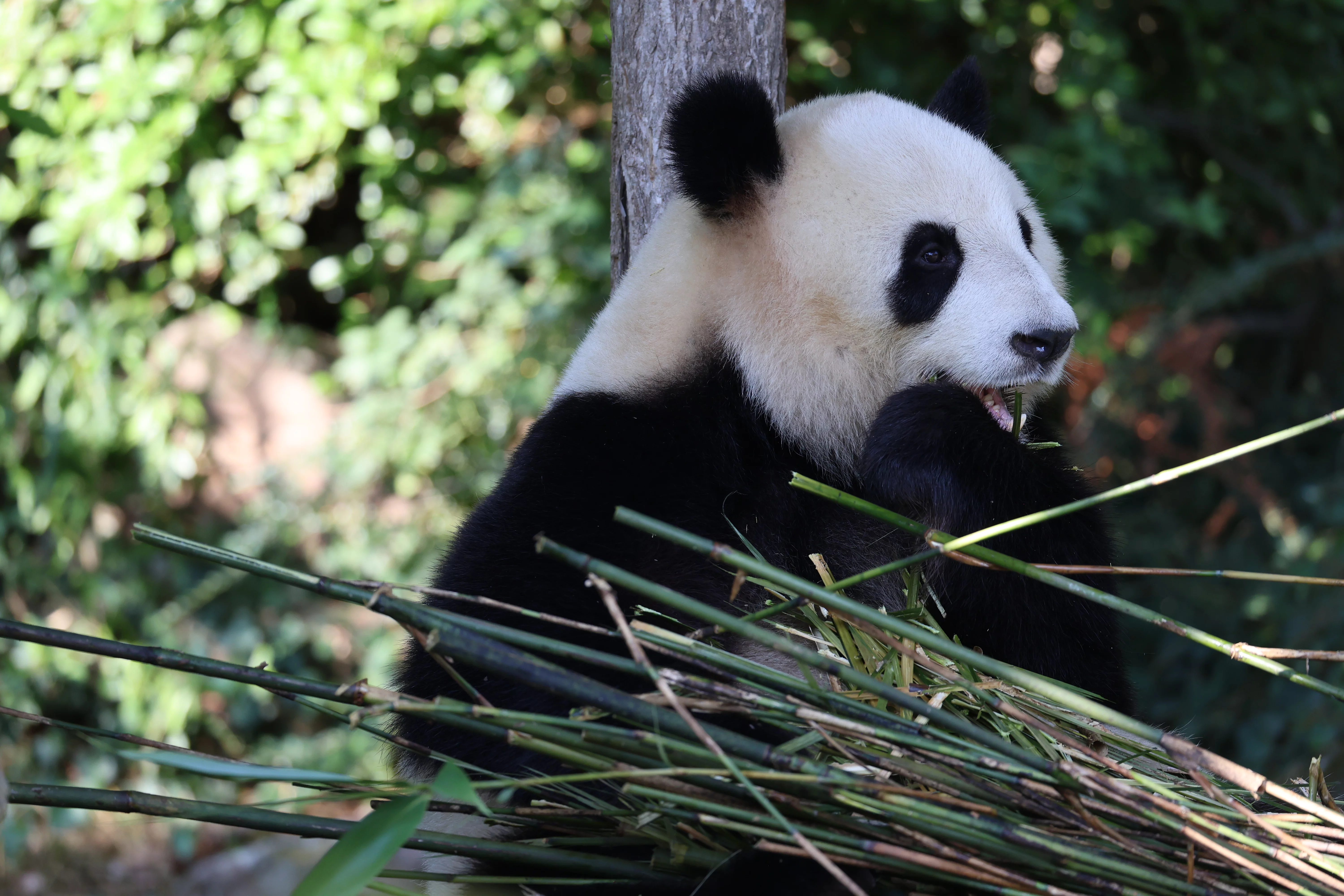 ZooParc de Beauval