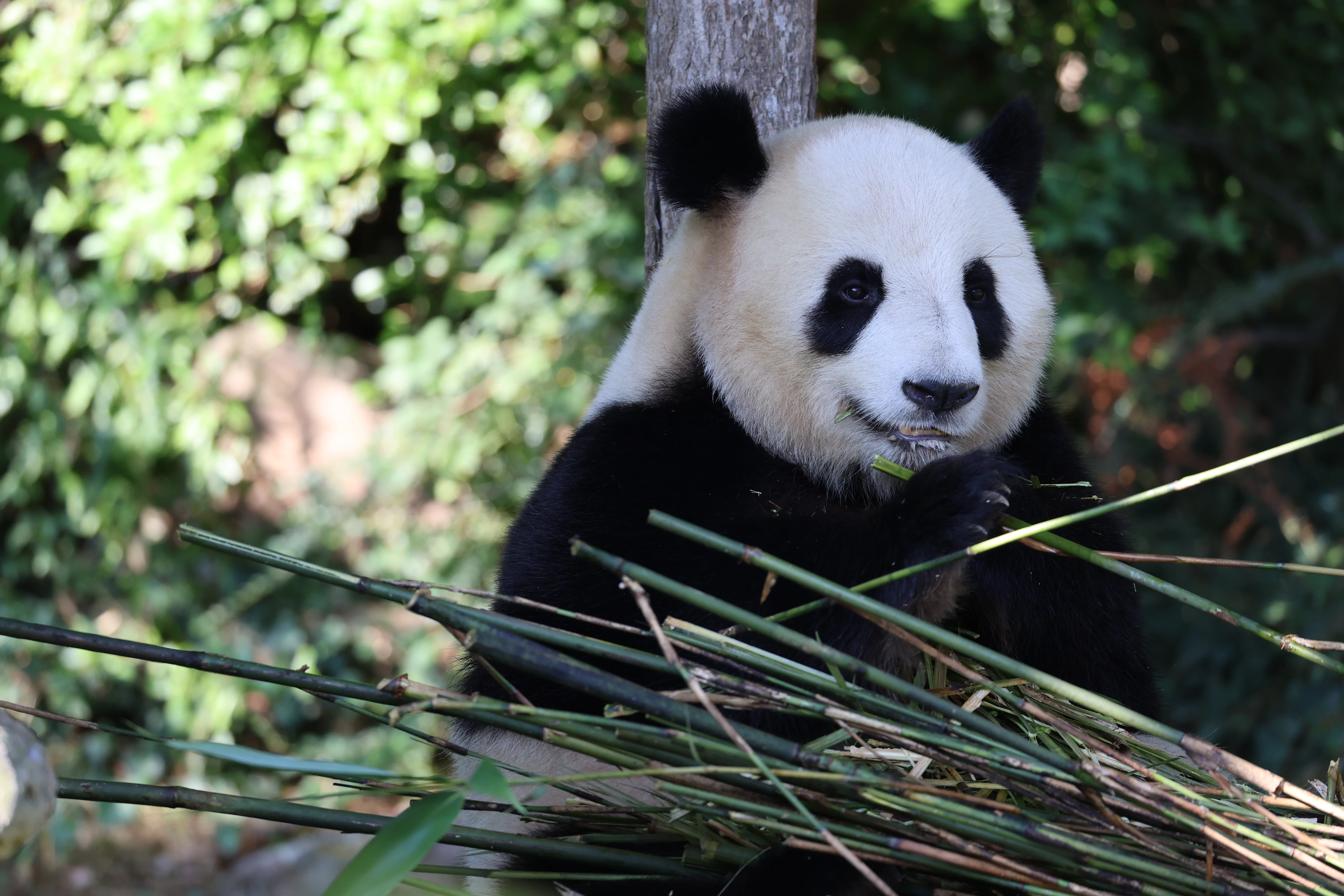 ZooParc de Beauval