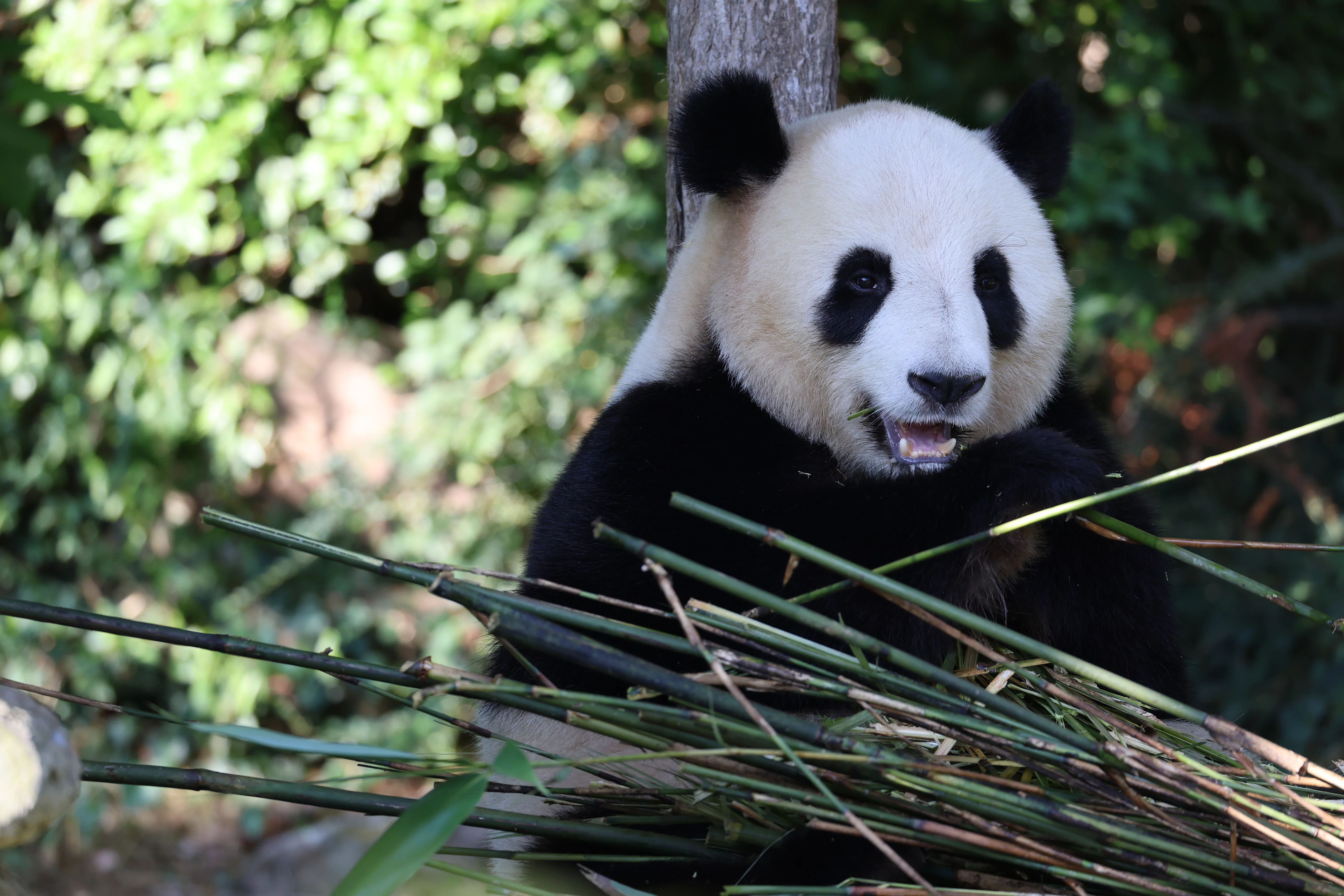 ZooParc de Beauval