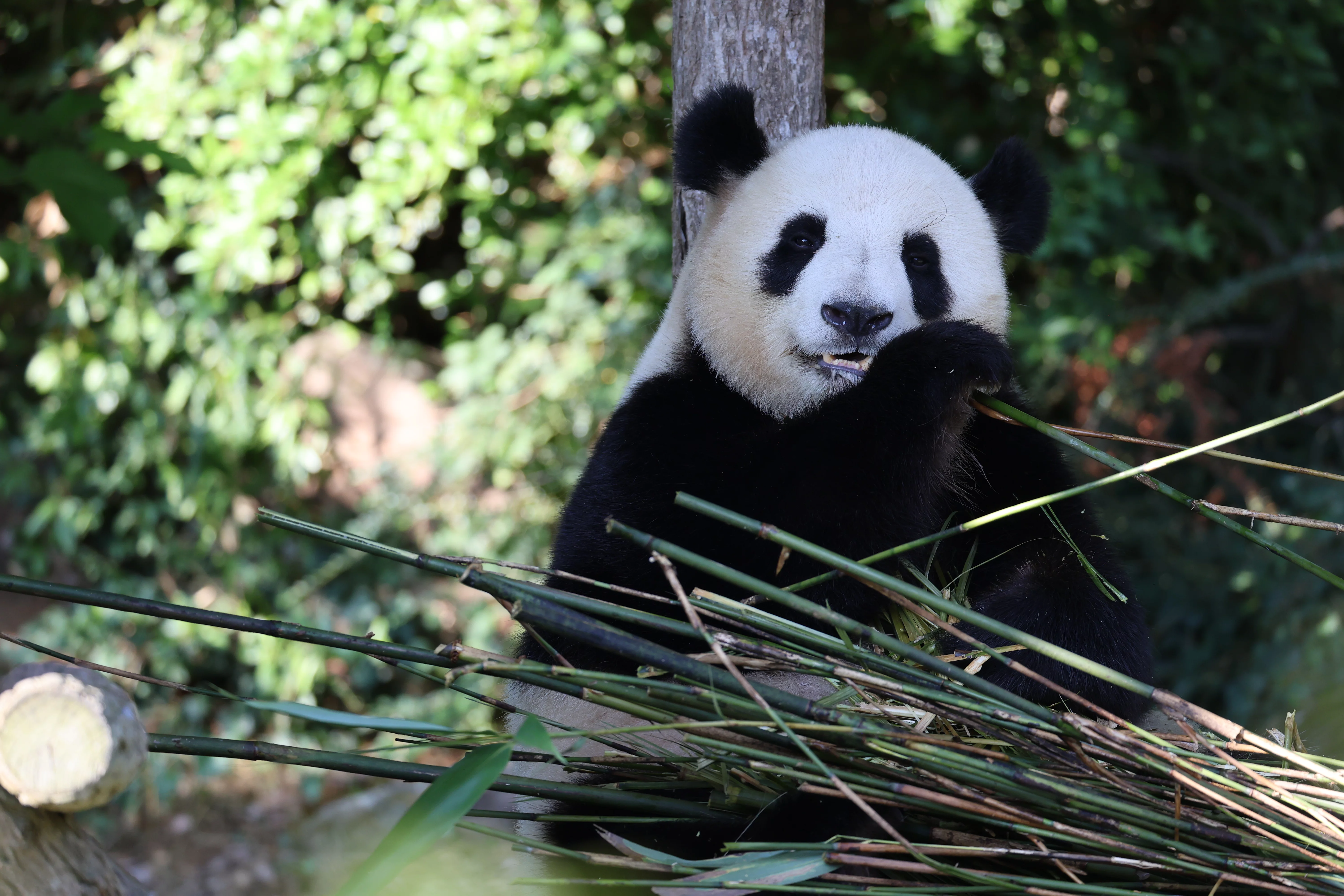 ZooParc de Beauval