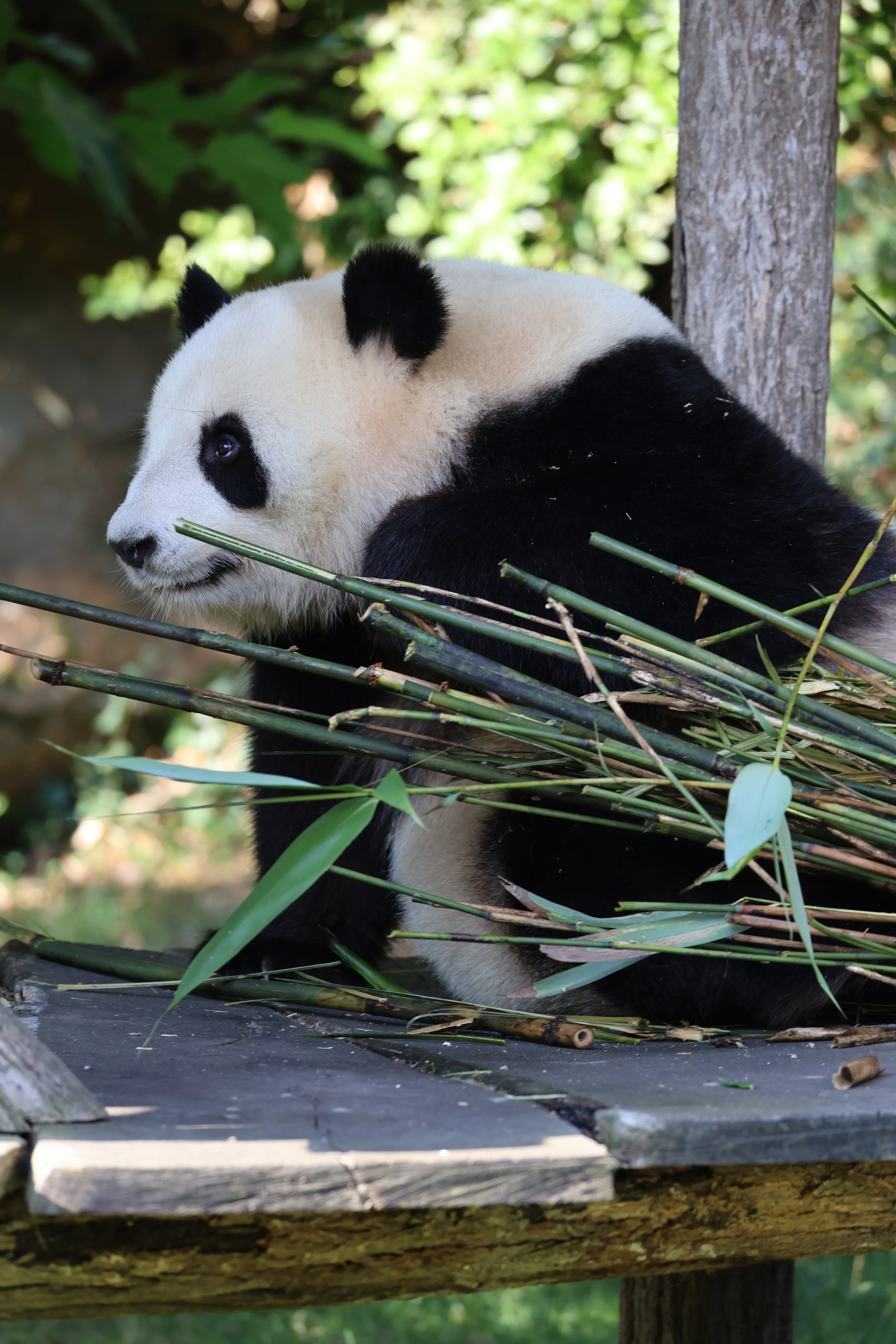 ZooParc de Beauval